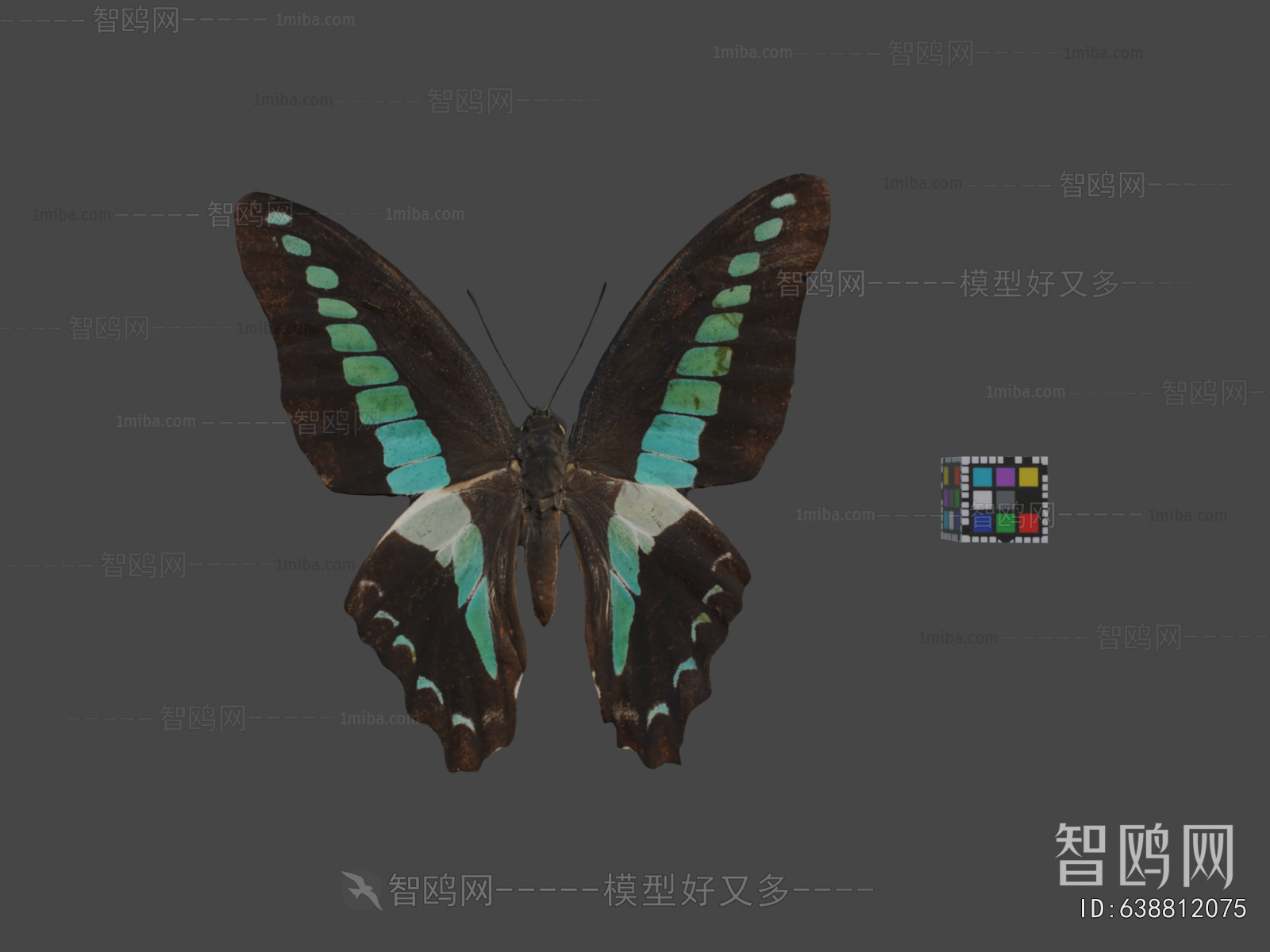 Modern Animal