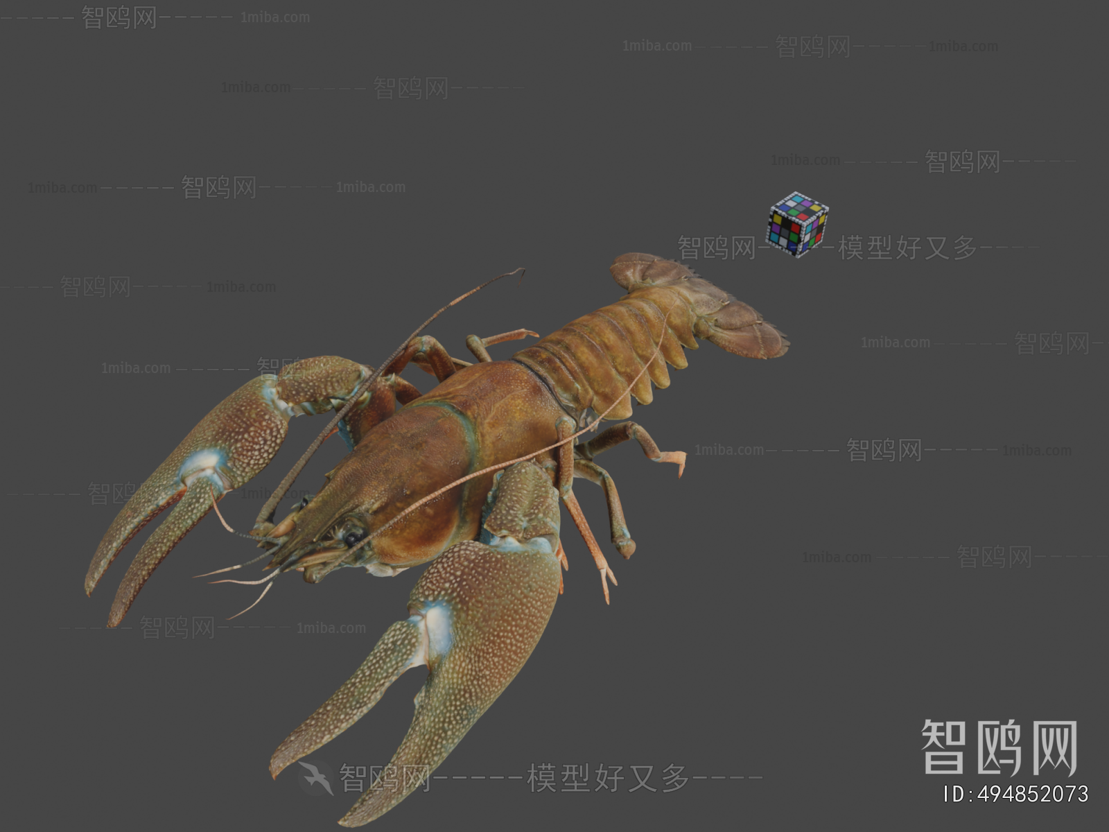 Modern Animal