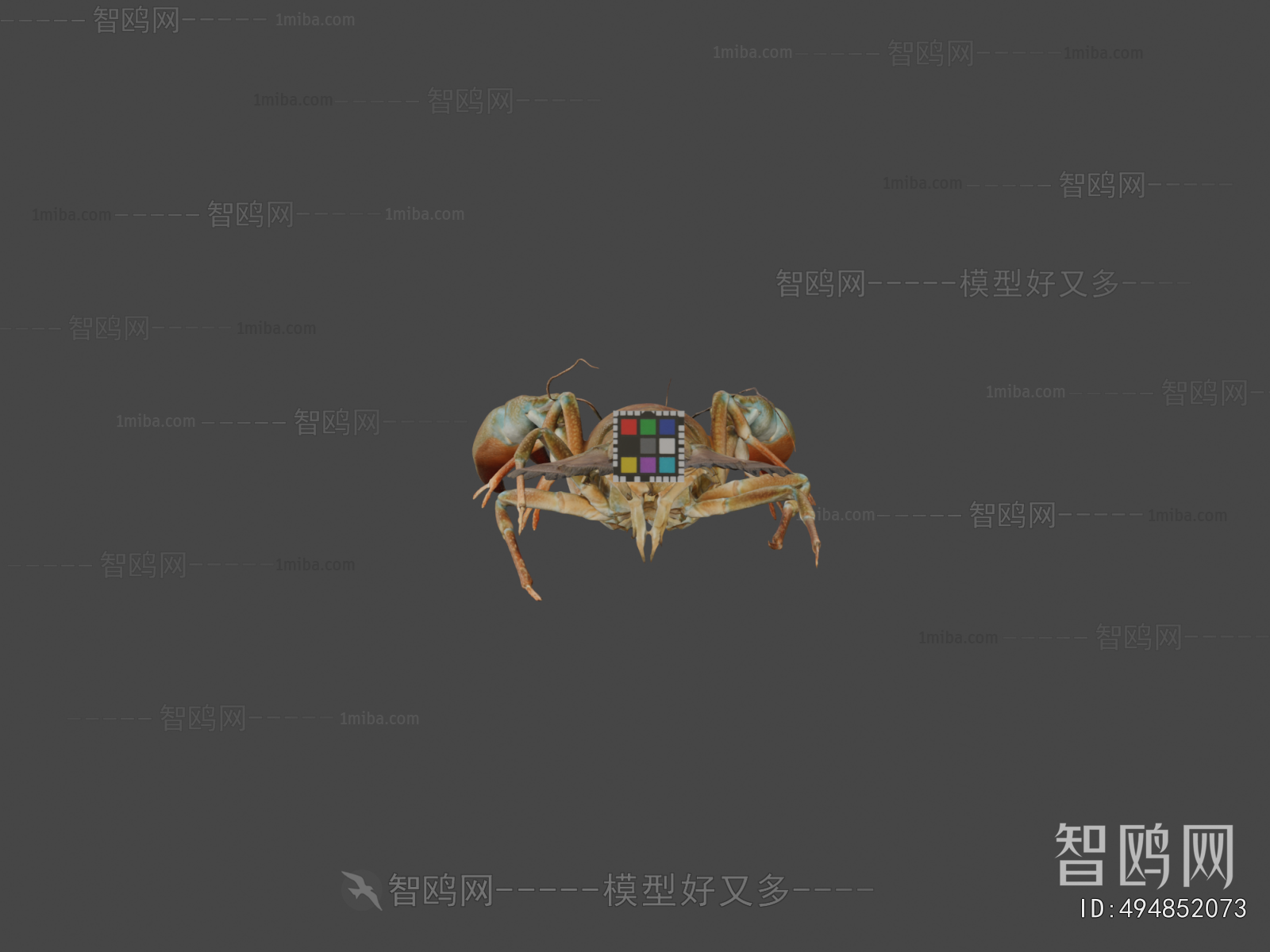 Modern Animal