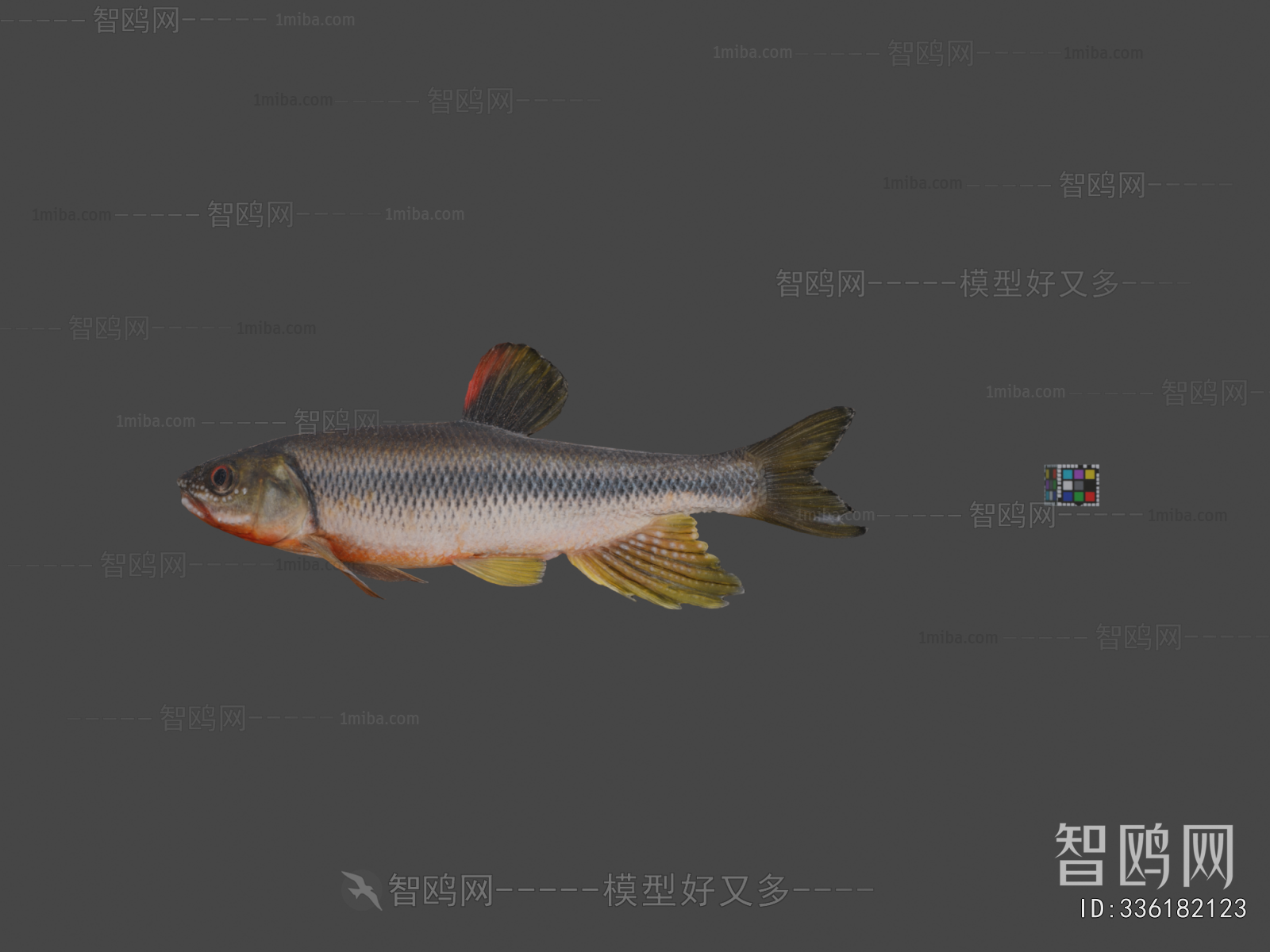 Modern Aquatic Animals