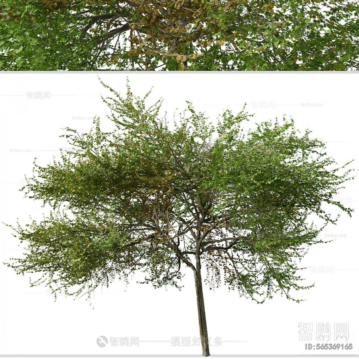Modern Tree