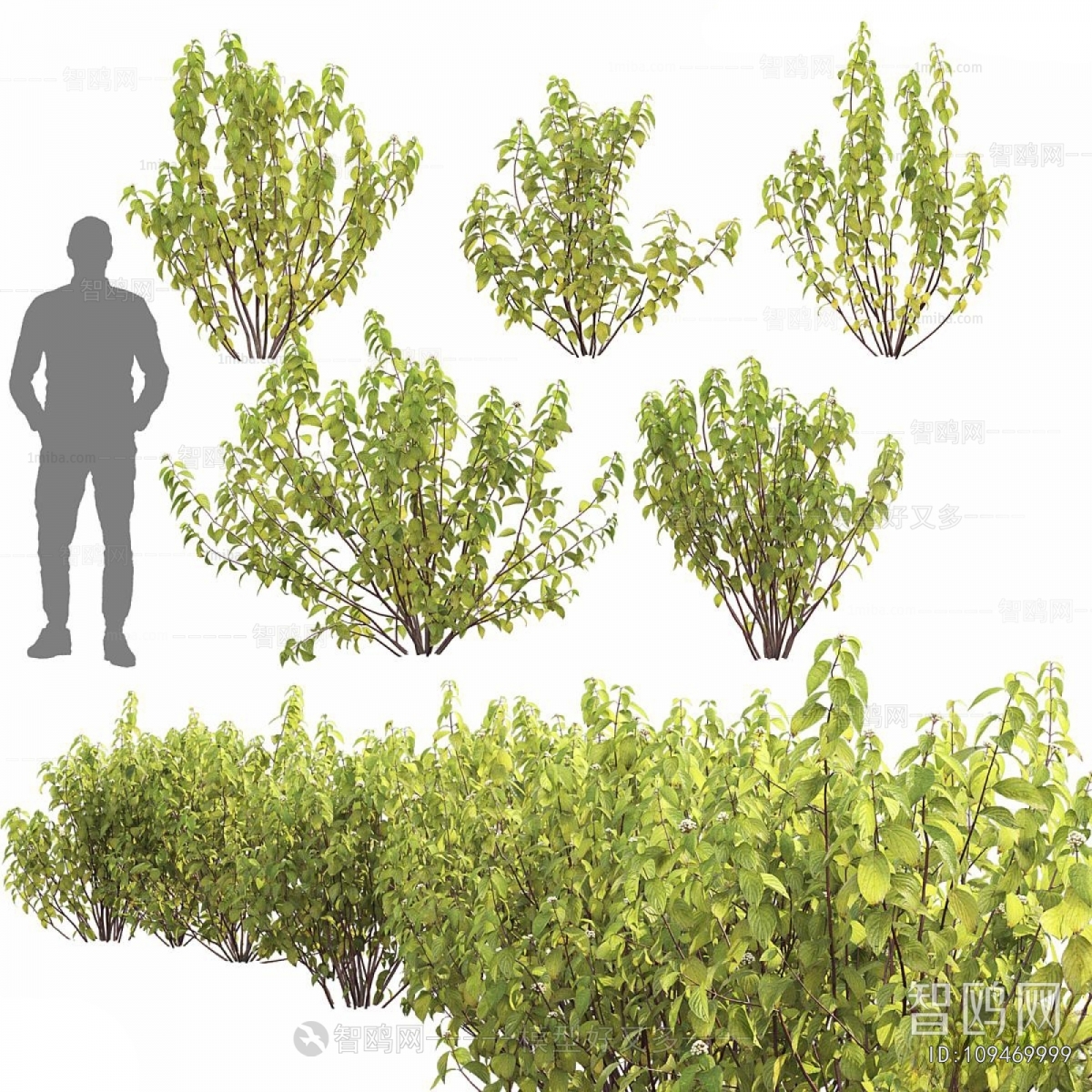 Modern Shrubbery