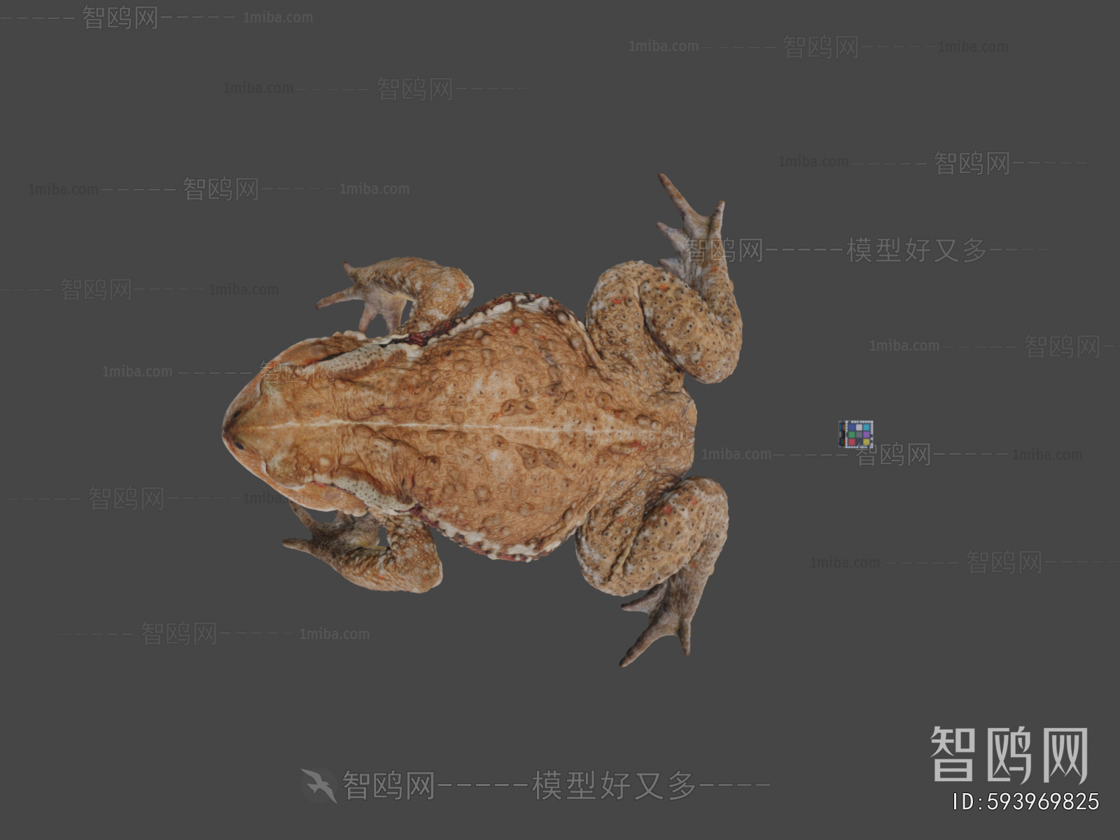 Modern Animal