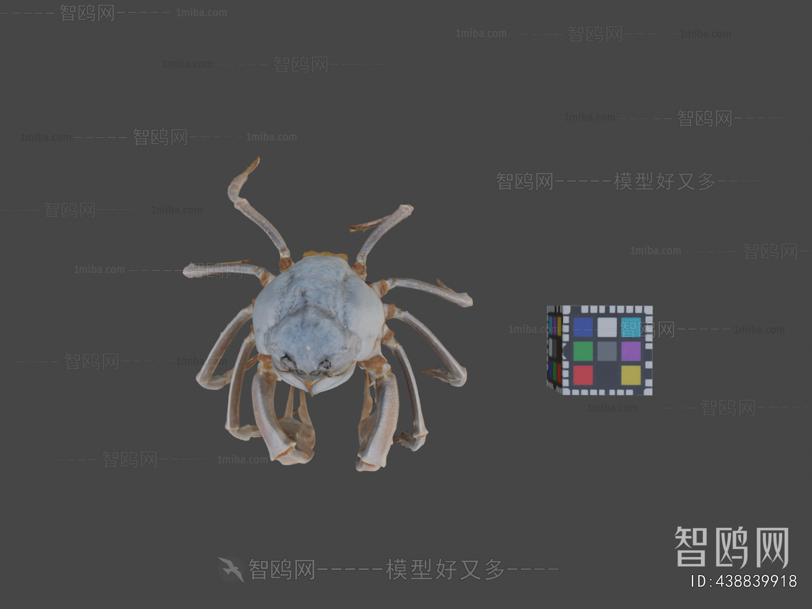 Modern Animal