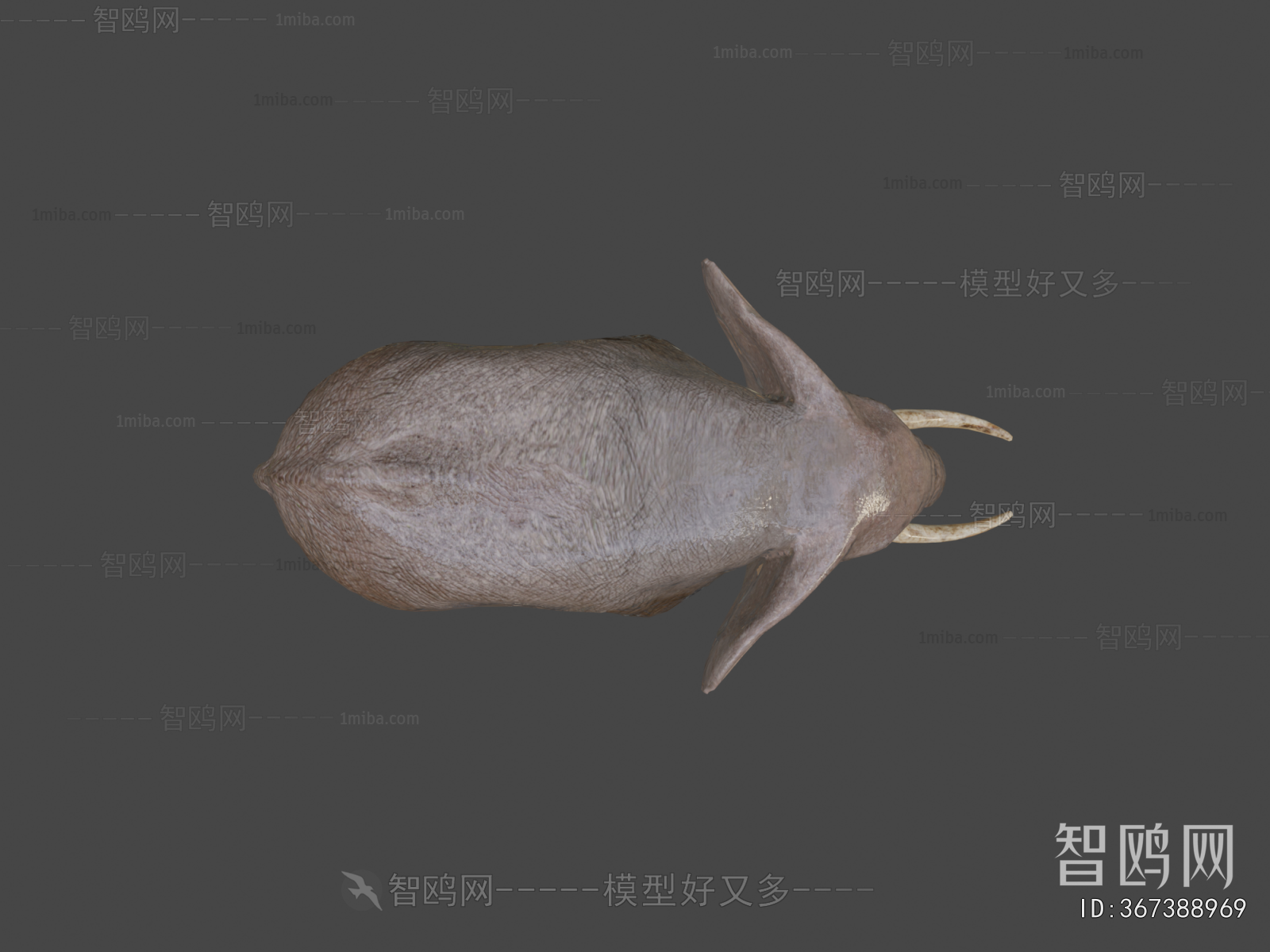 Modern Other Animals