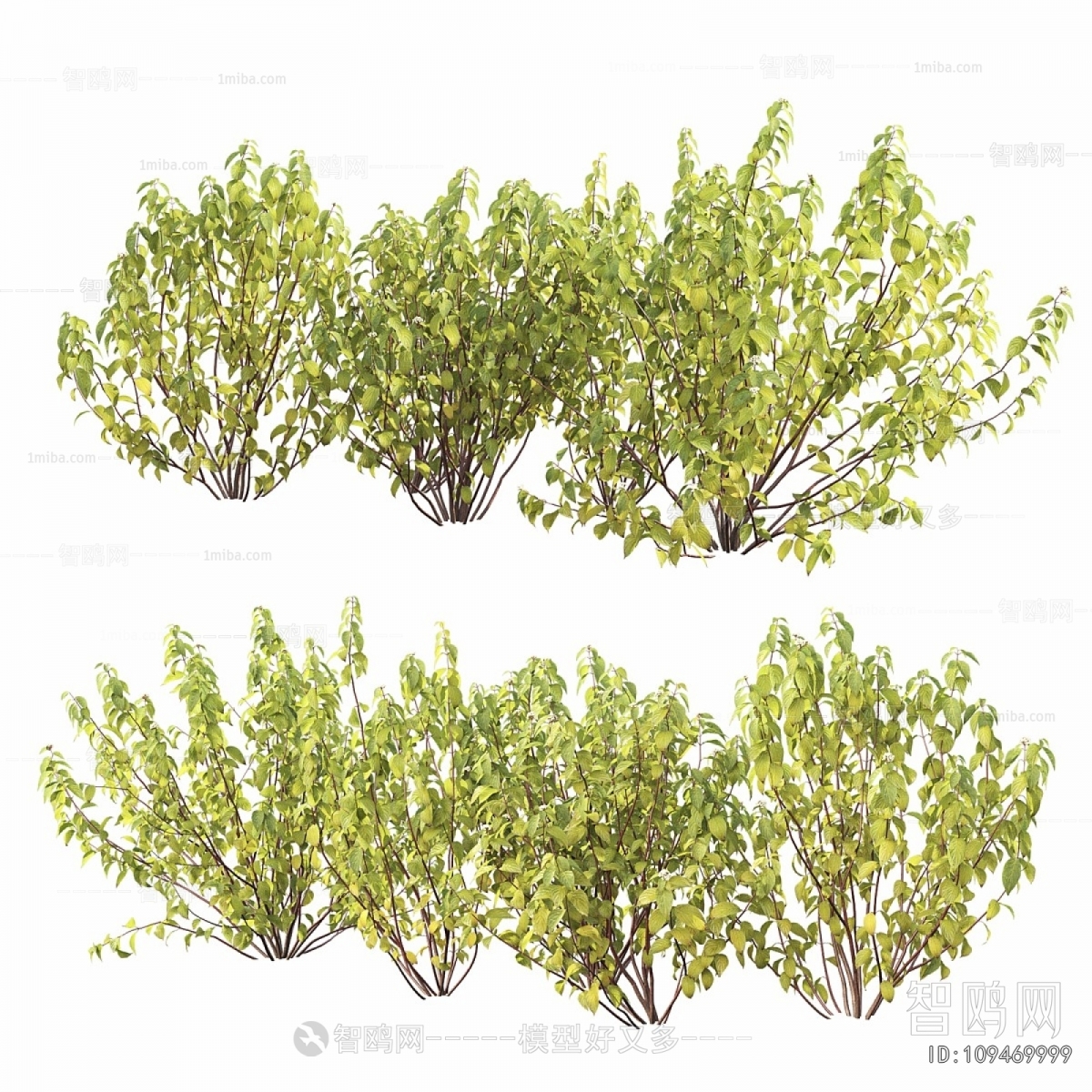 Modern Shrubbery