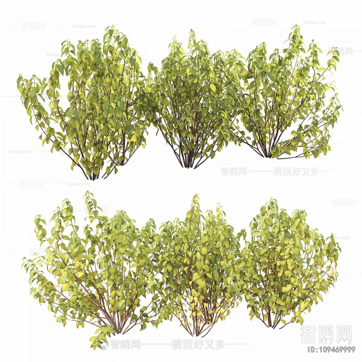 Modern Shrubbery