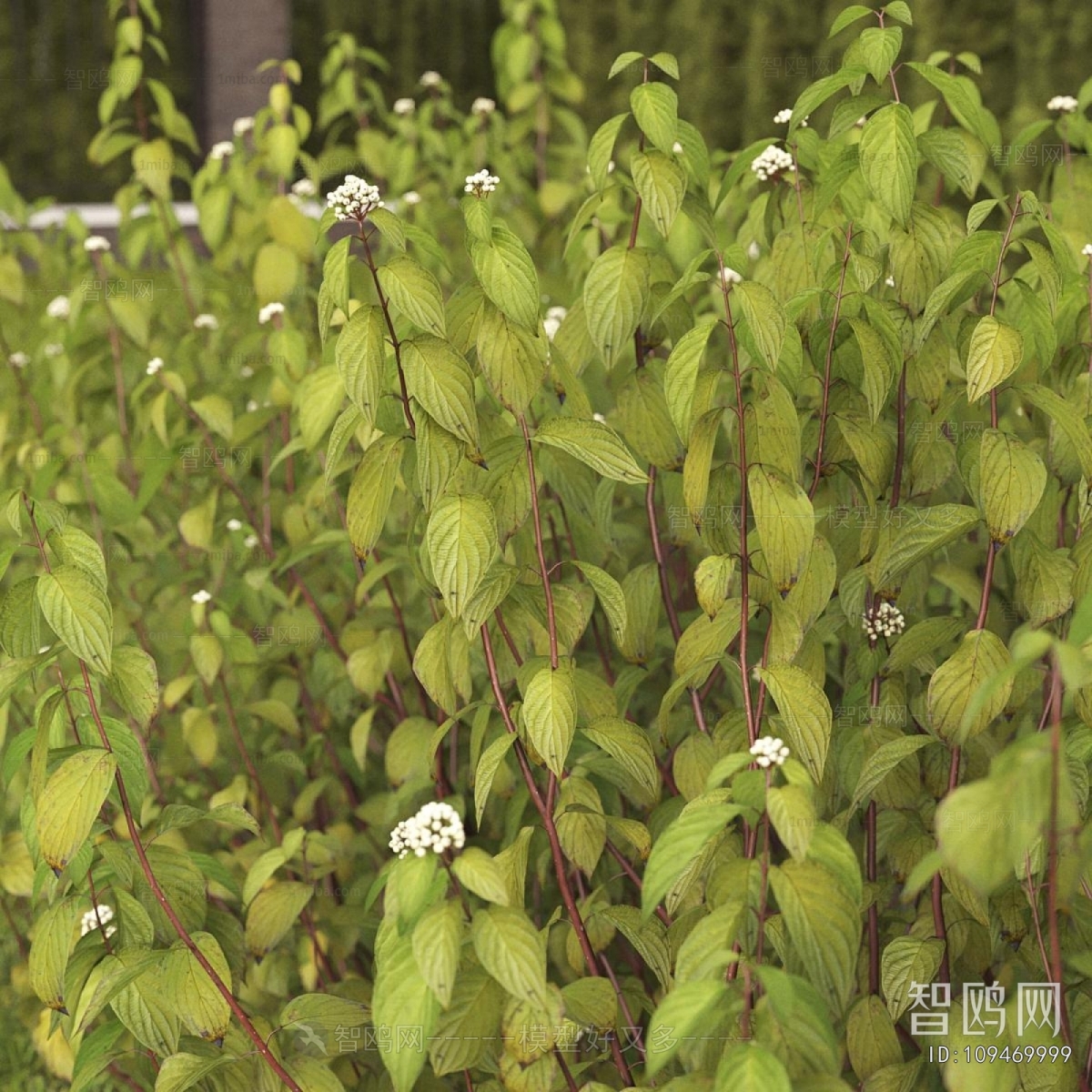 Modern Shrubbery