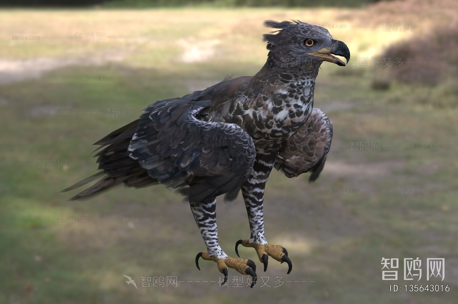 Modern Flying Animals