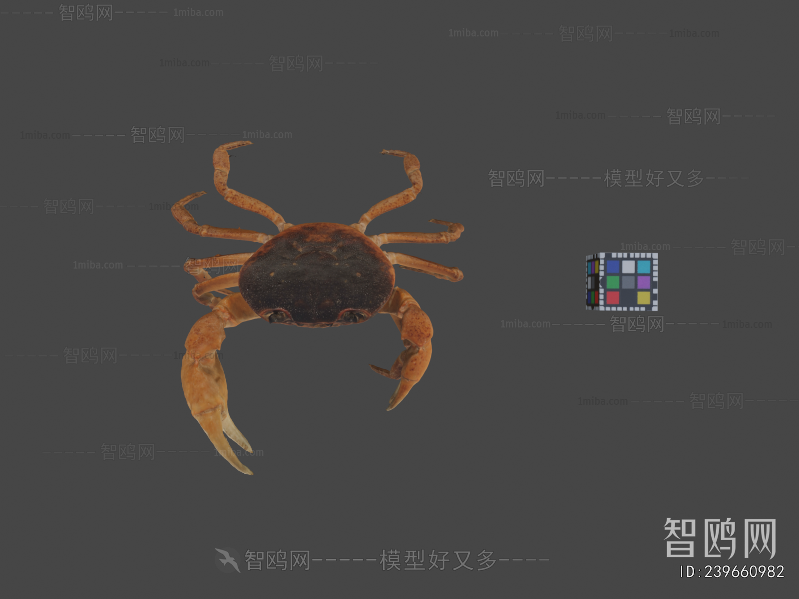 Modern Aquatic Animals