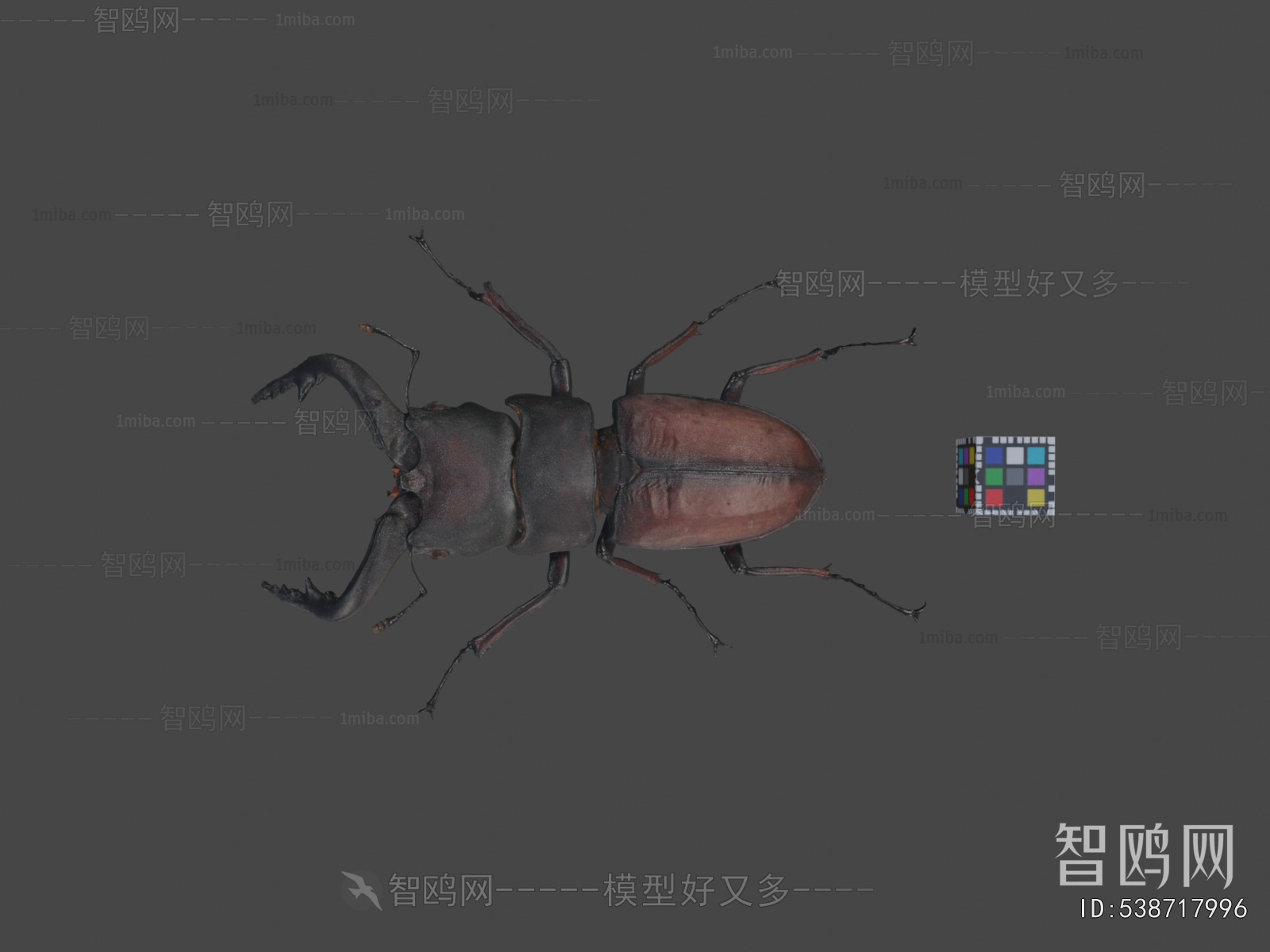 Modern Animal
