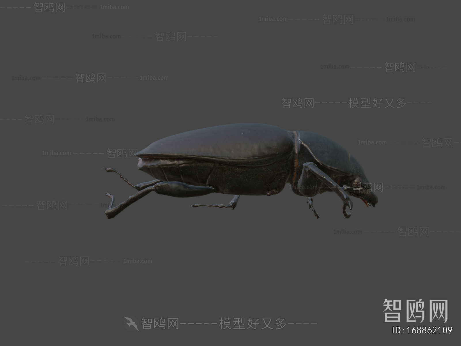 Modern Animal