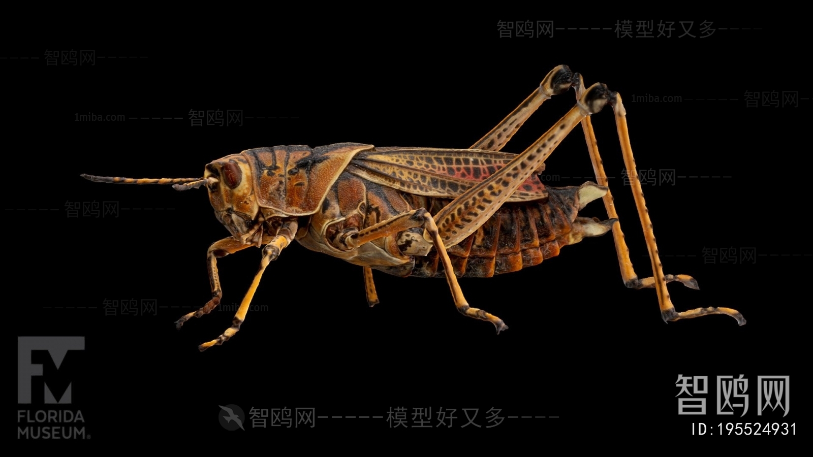 Modern Other Animals