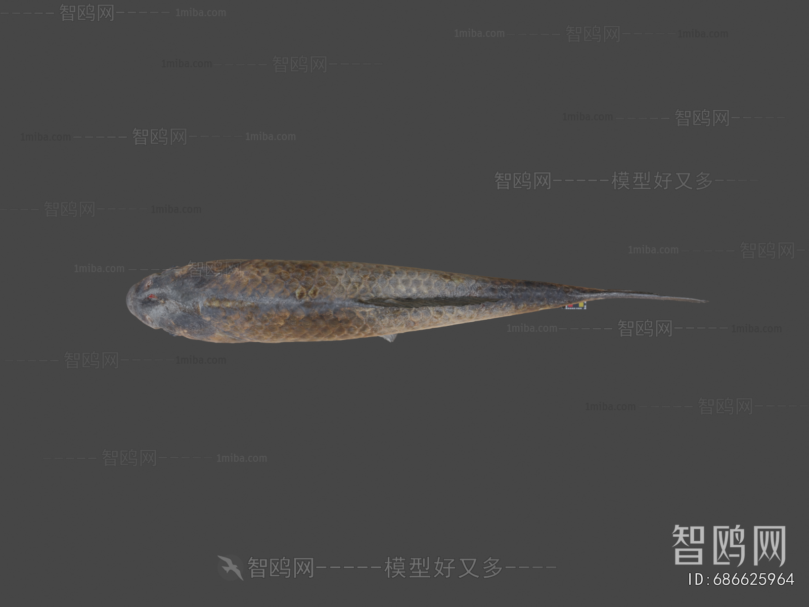 Modern Aquatic Animals