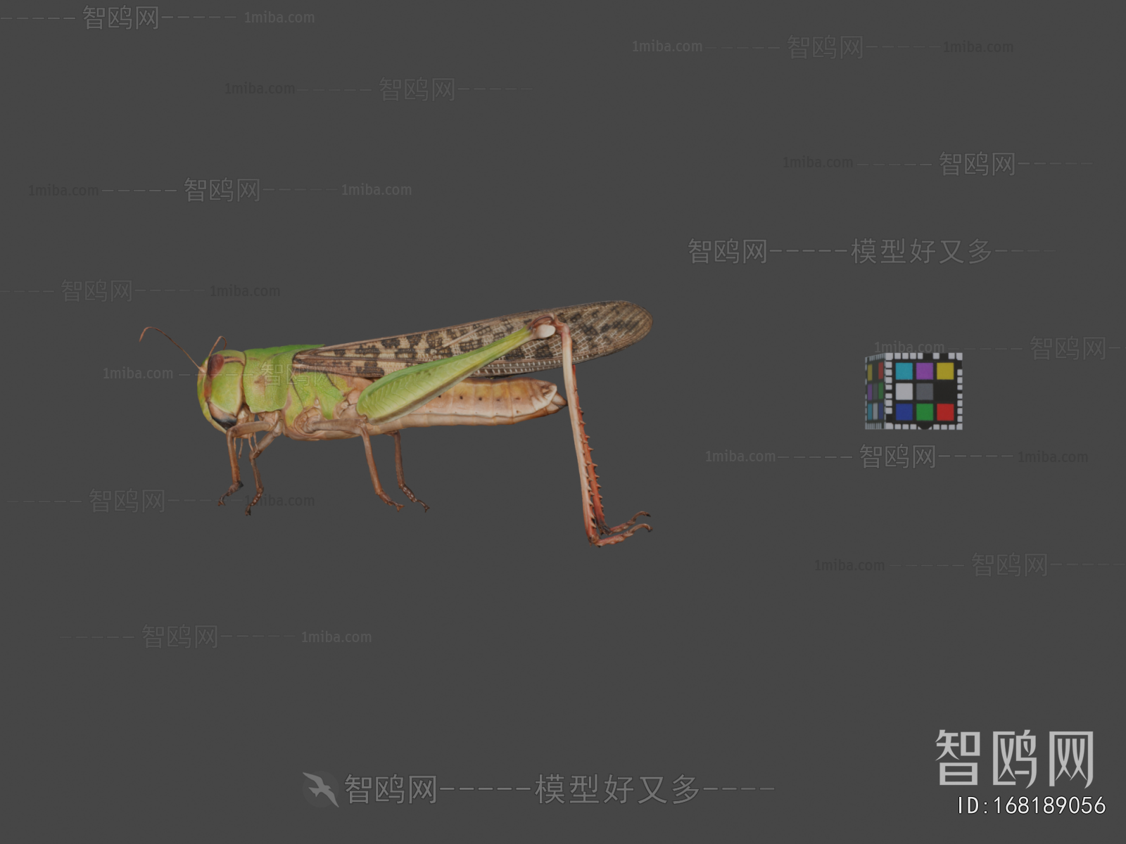 Modern Animal