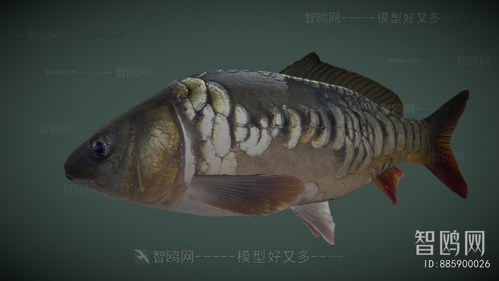 Modern Aquatic Animals
