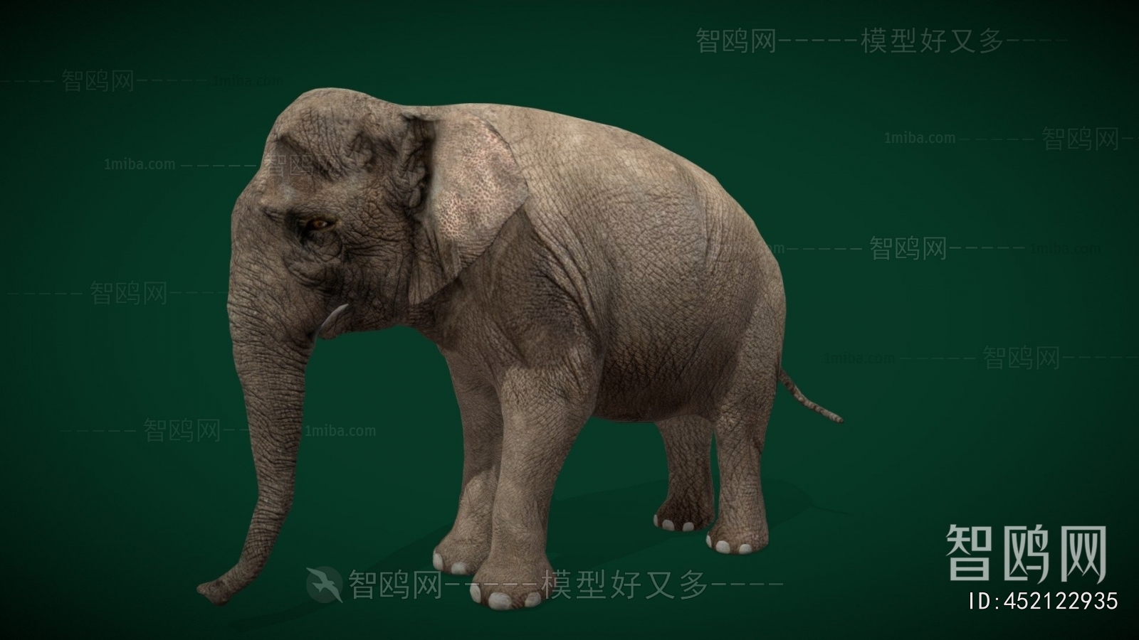 Modern Mammal