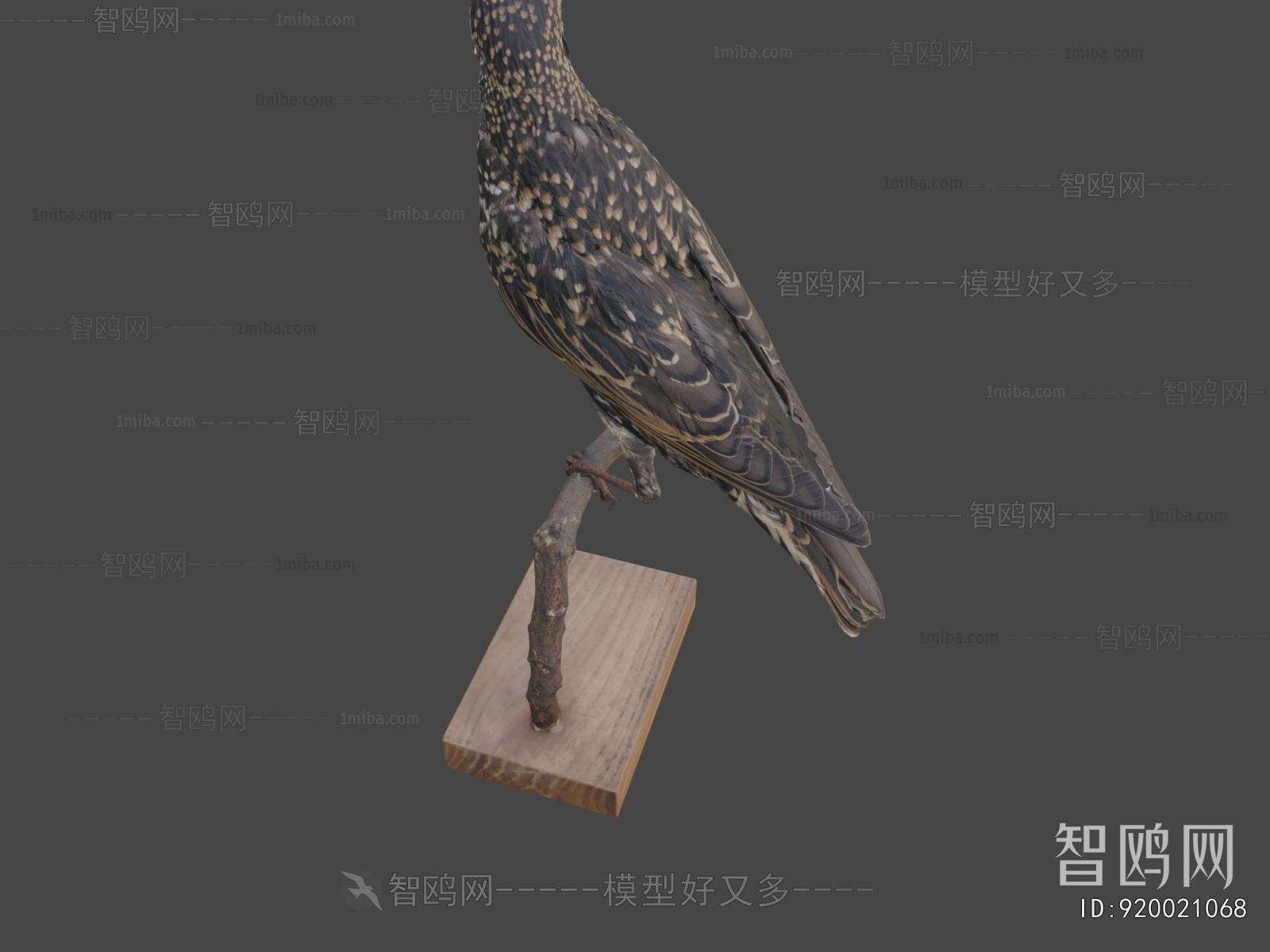 Modern Flying Animals