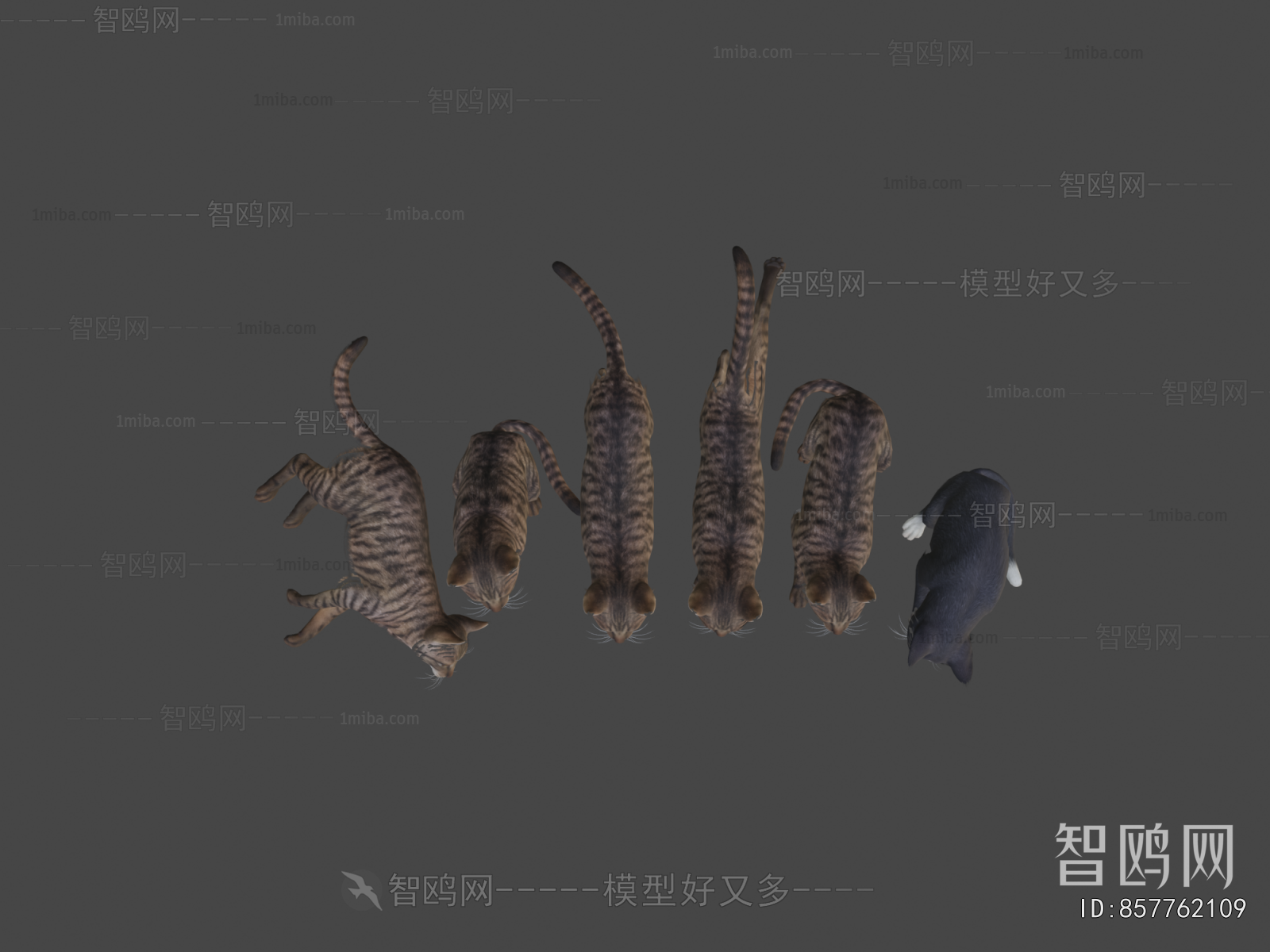Modern Animal Cat
