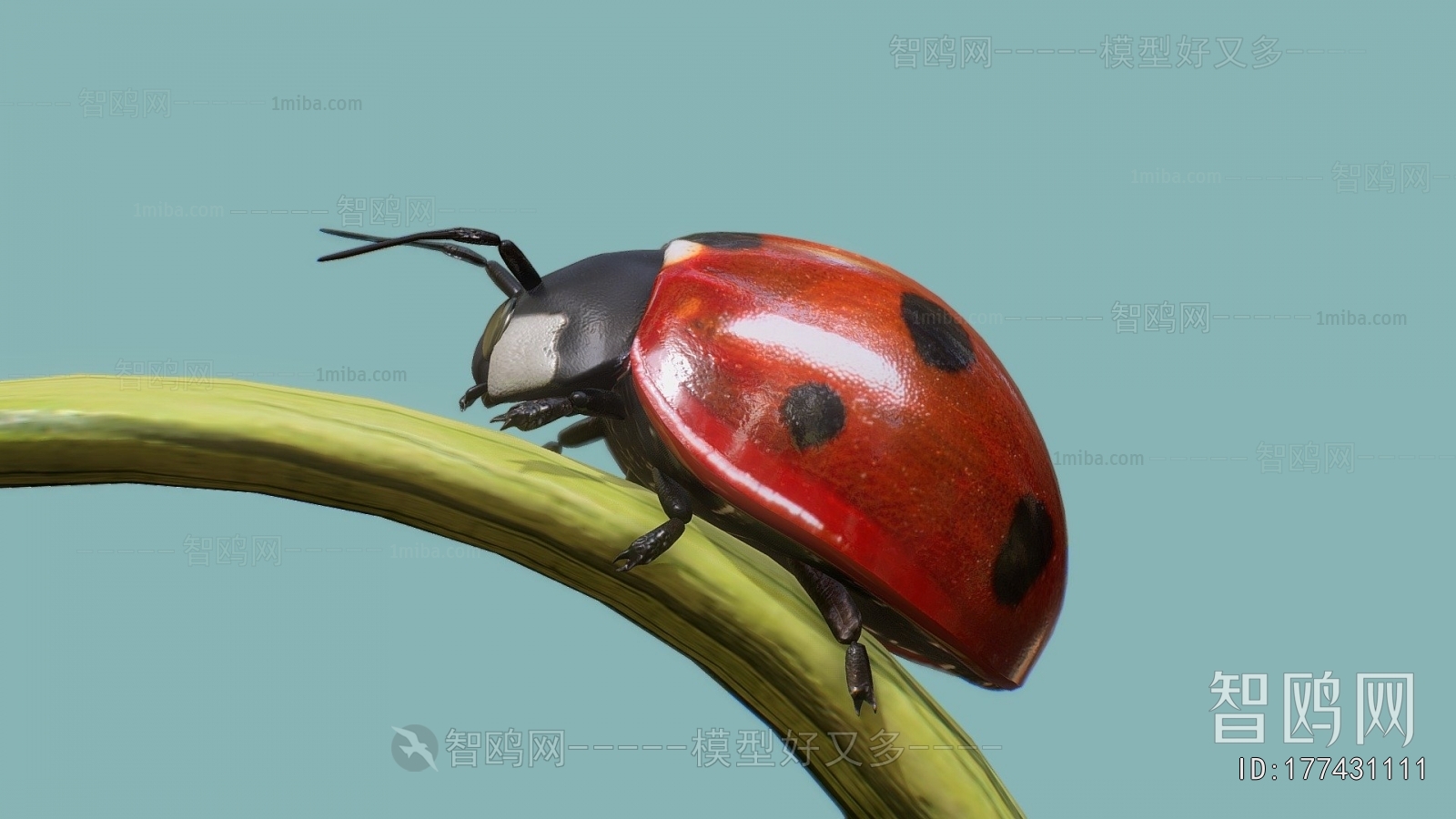 Modern Animal