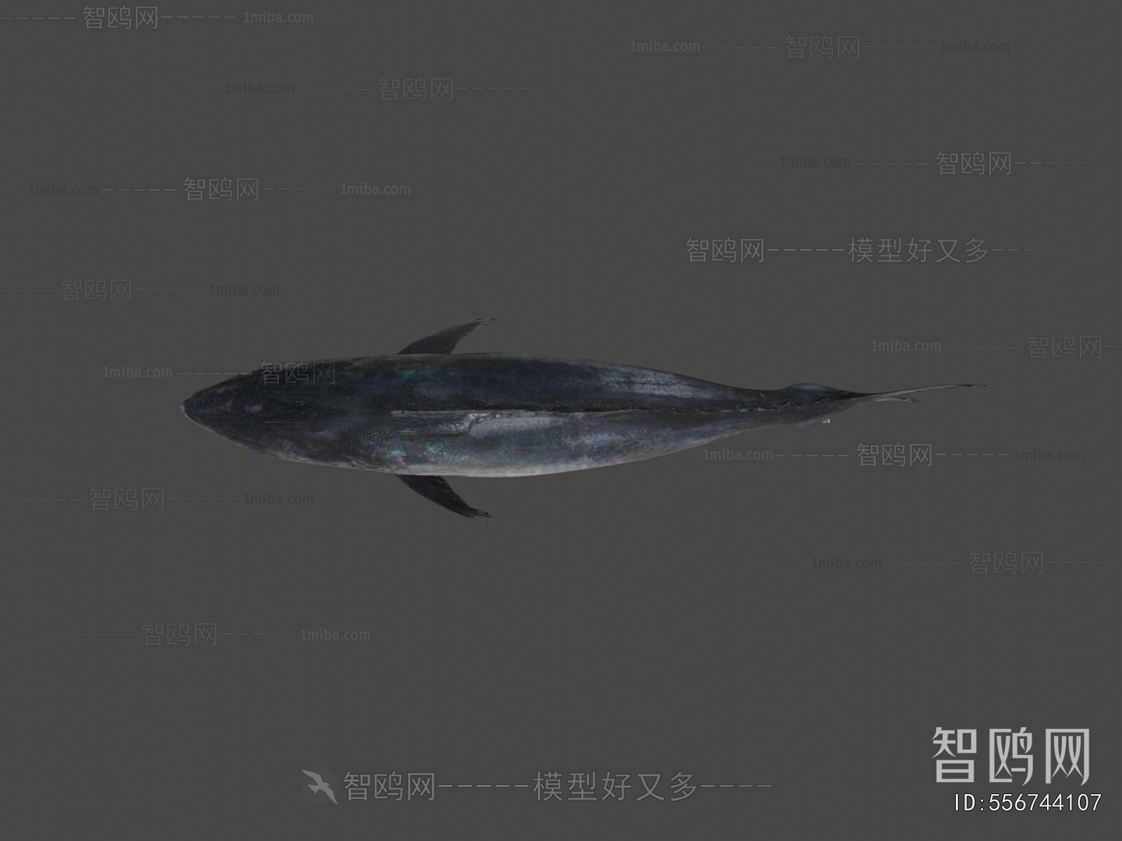 Modern Aquatic Animals