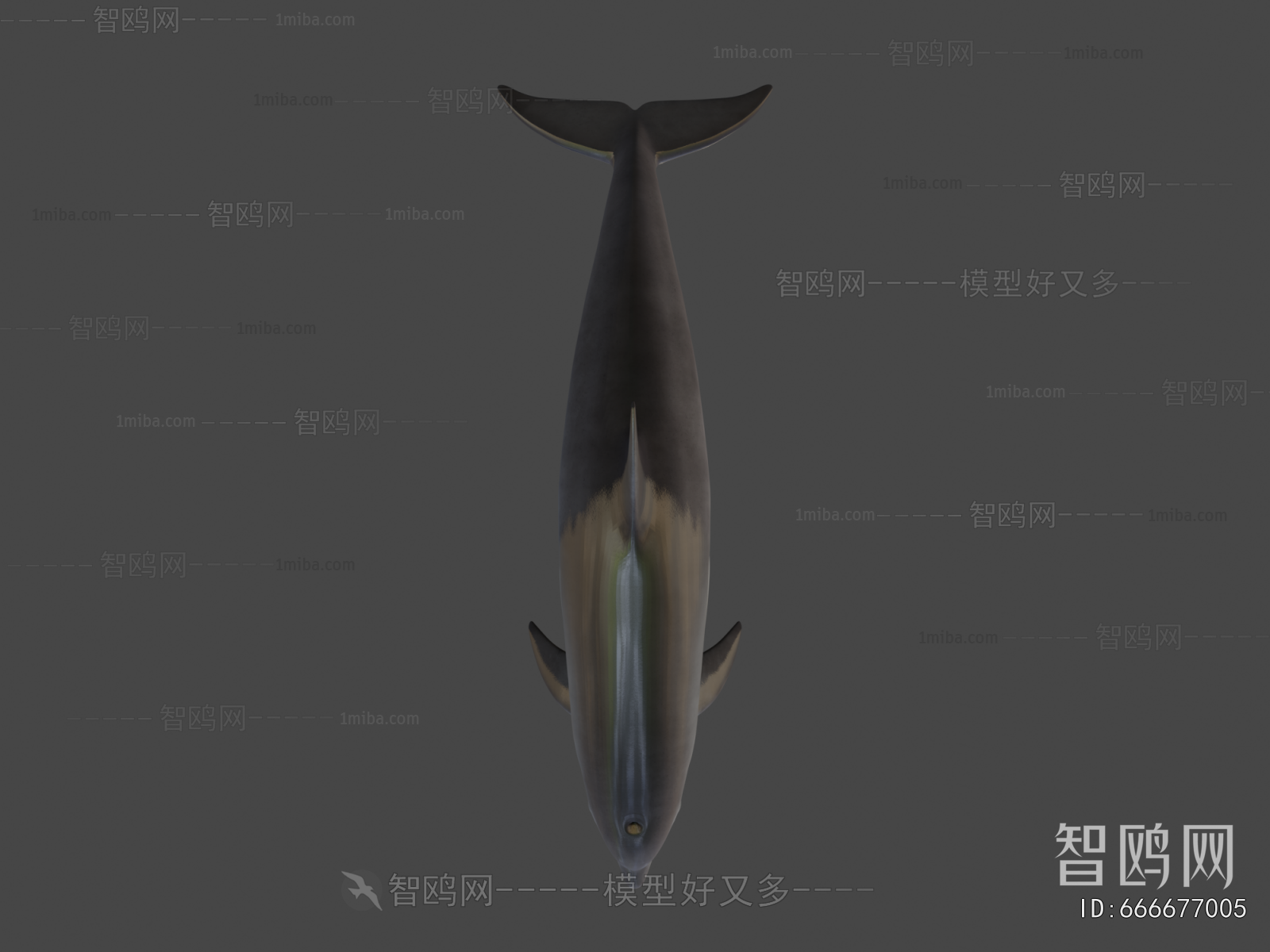 Modern Aquatic Animals