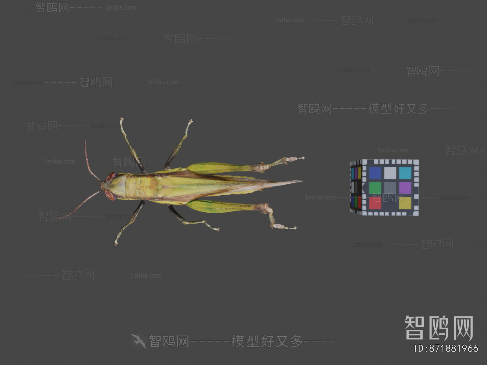 Modern Animal