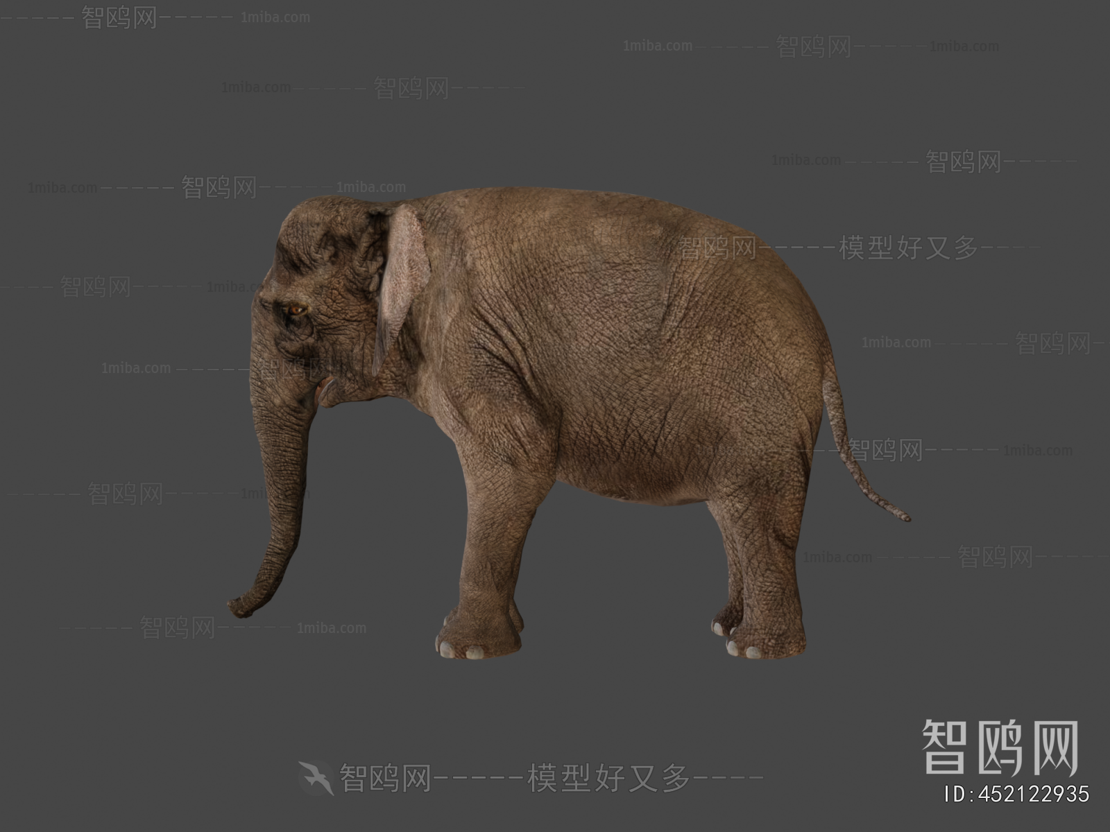 Modern Mammal
