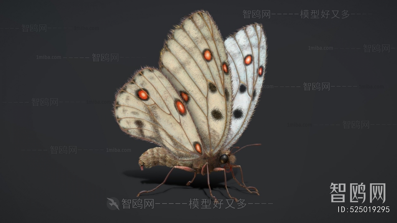 Modern Flying Animals