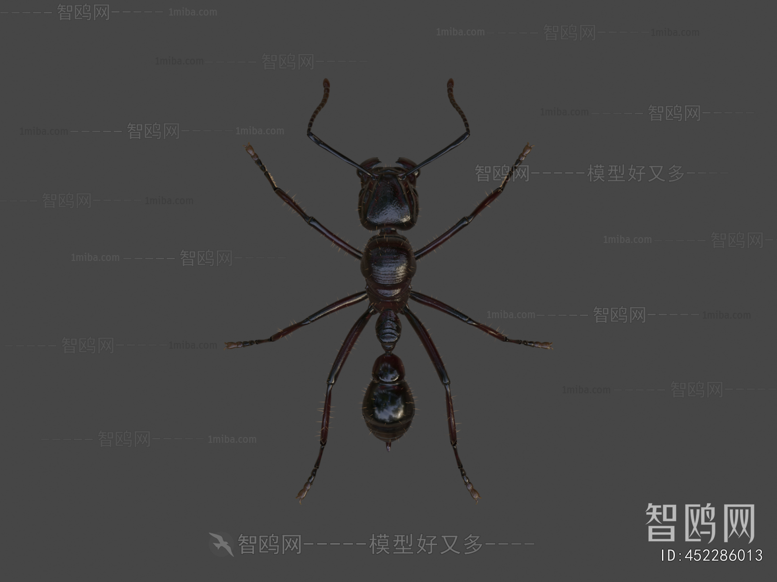 Modern Animal