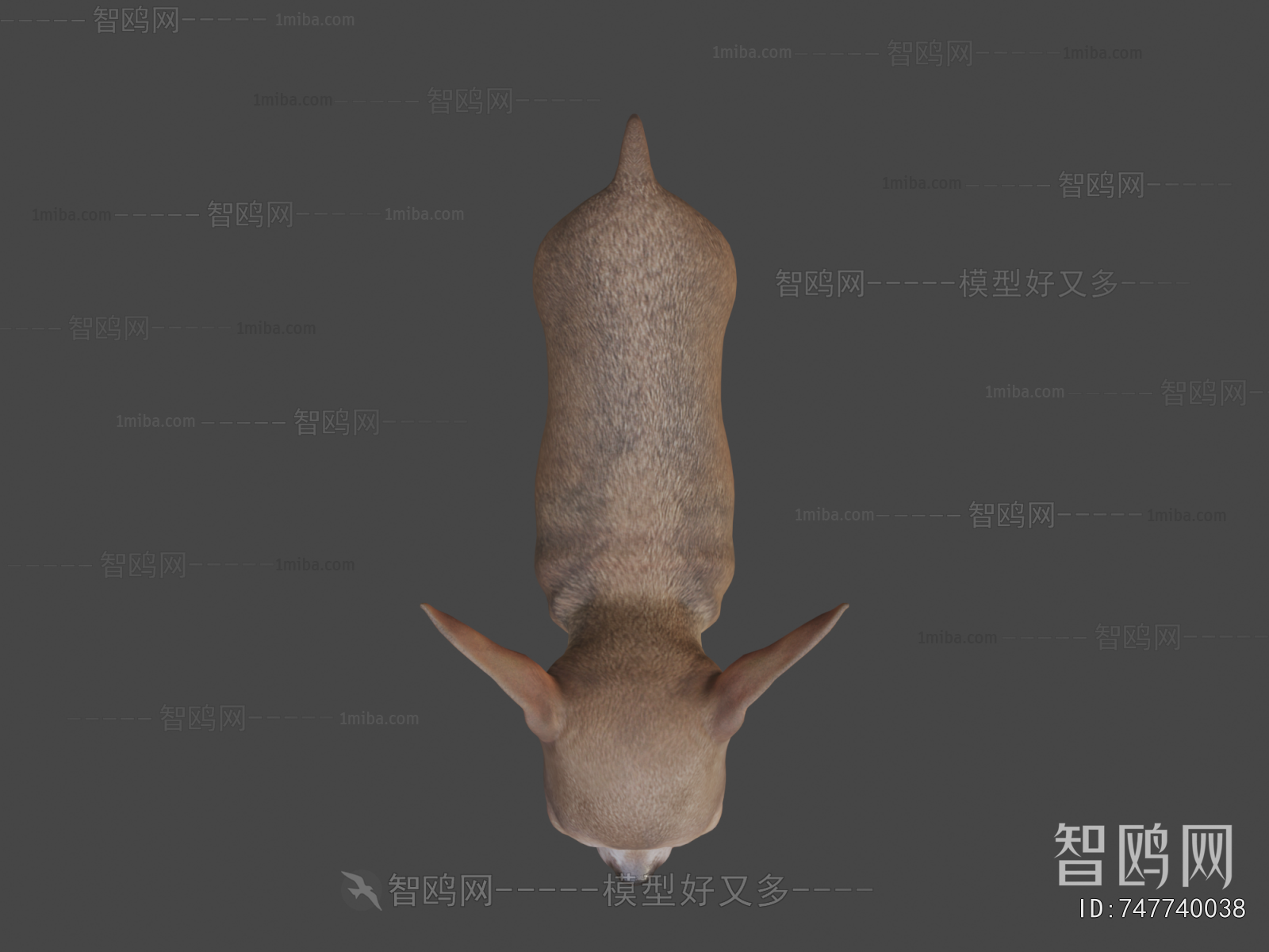 Modern Animal Dog
