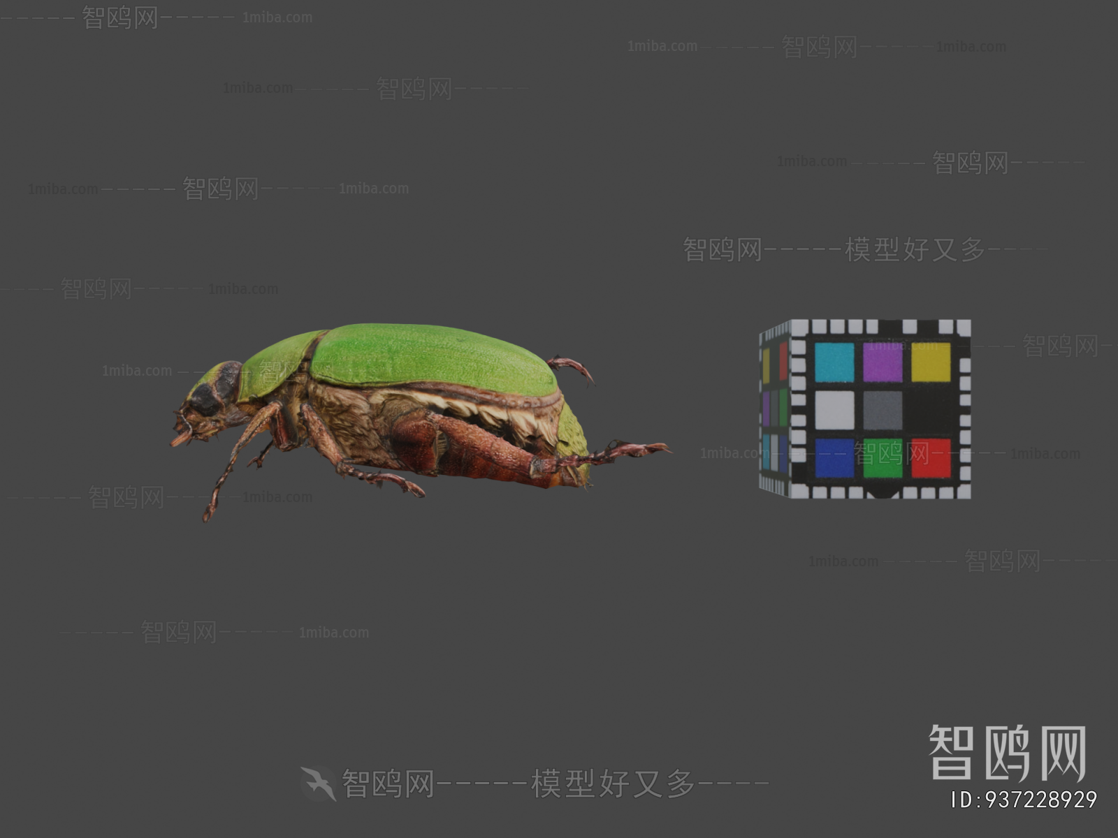 Modern Flying Animals