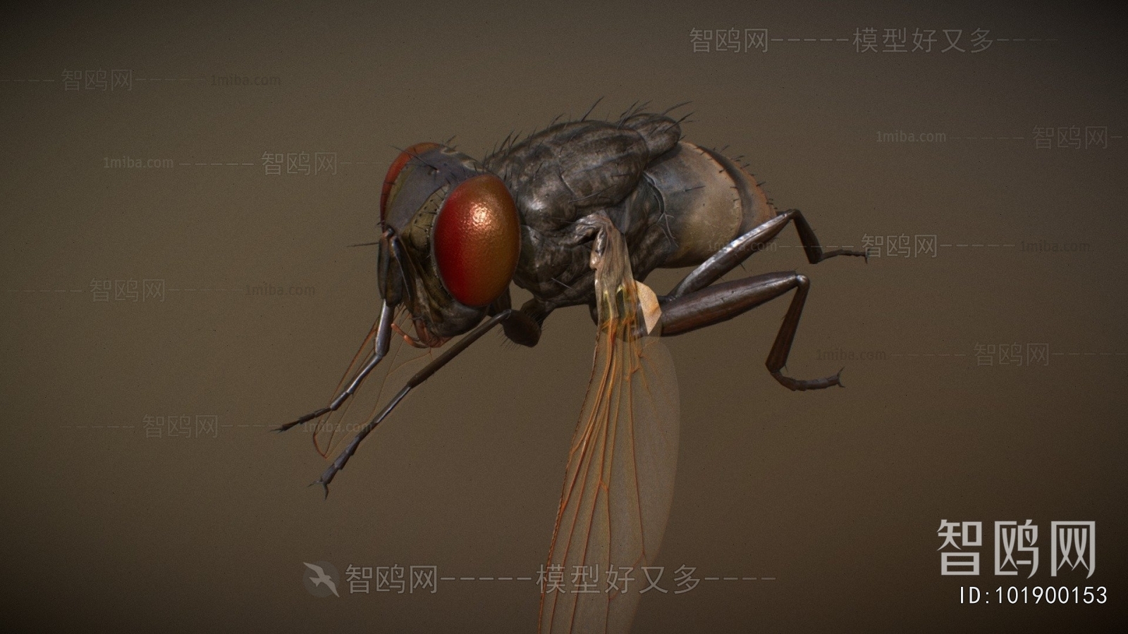 Modern Other Animals