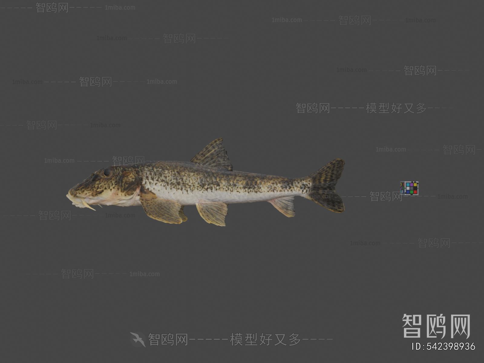 Modern Aquatic Animals