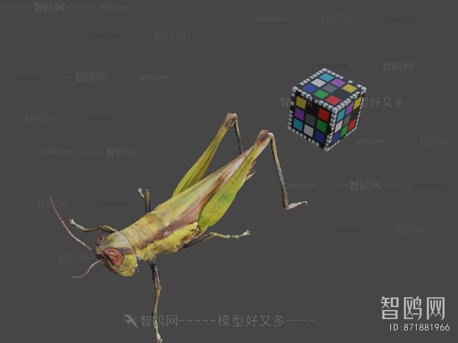 Modern Animal