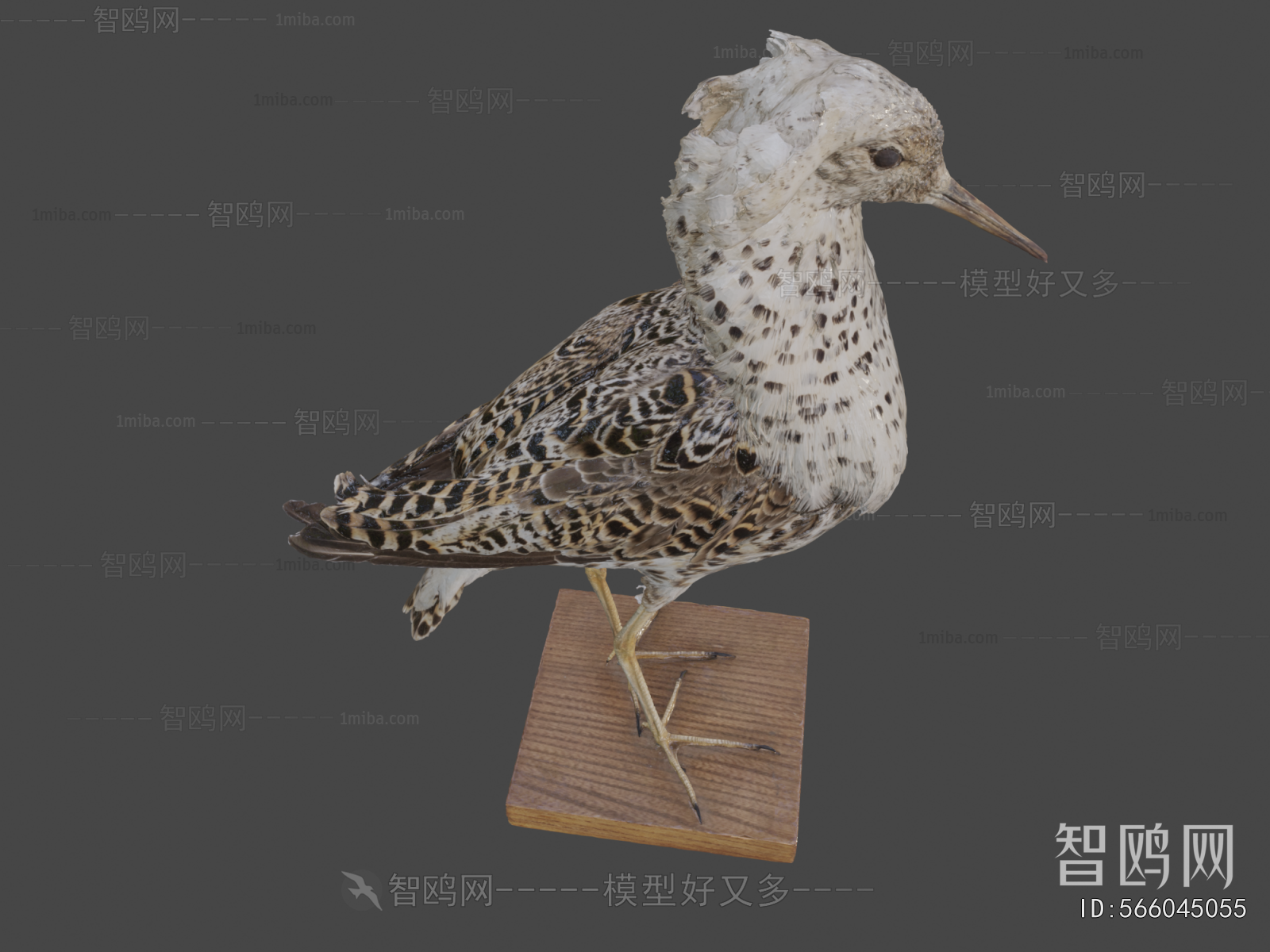 Modern Animal