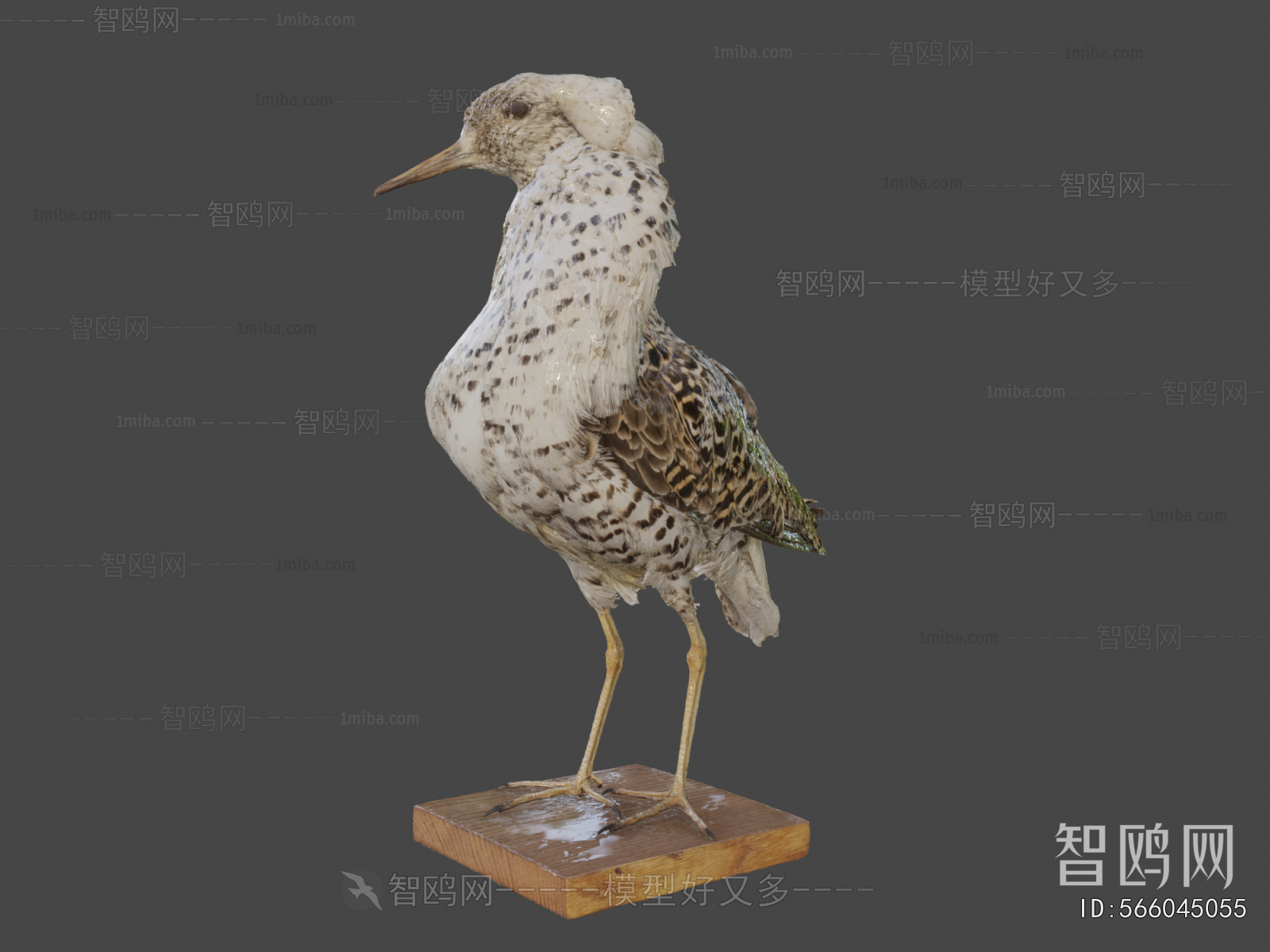 Modern Animal