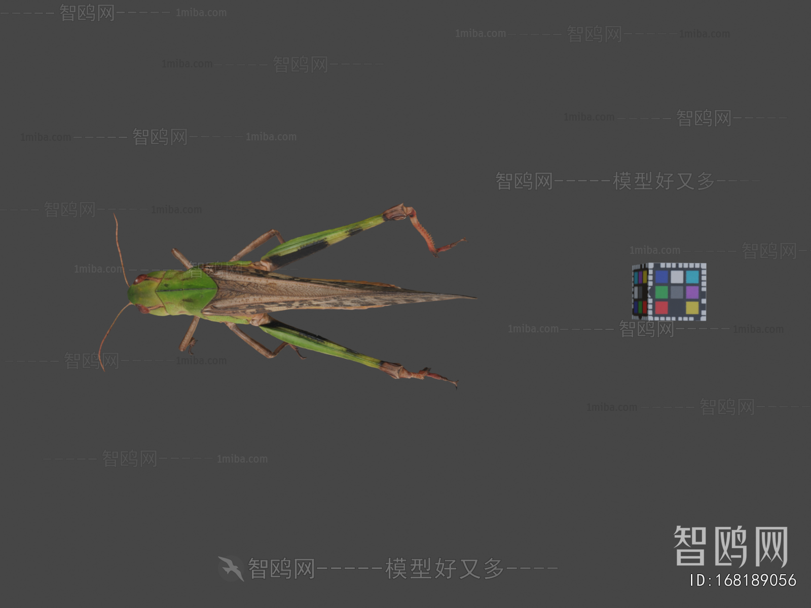Modern Animal