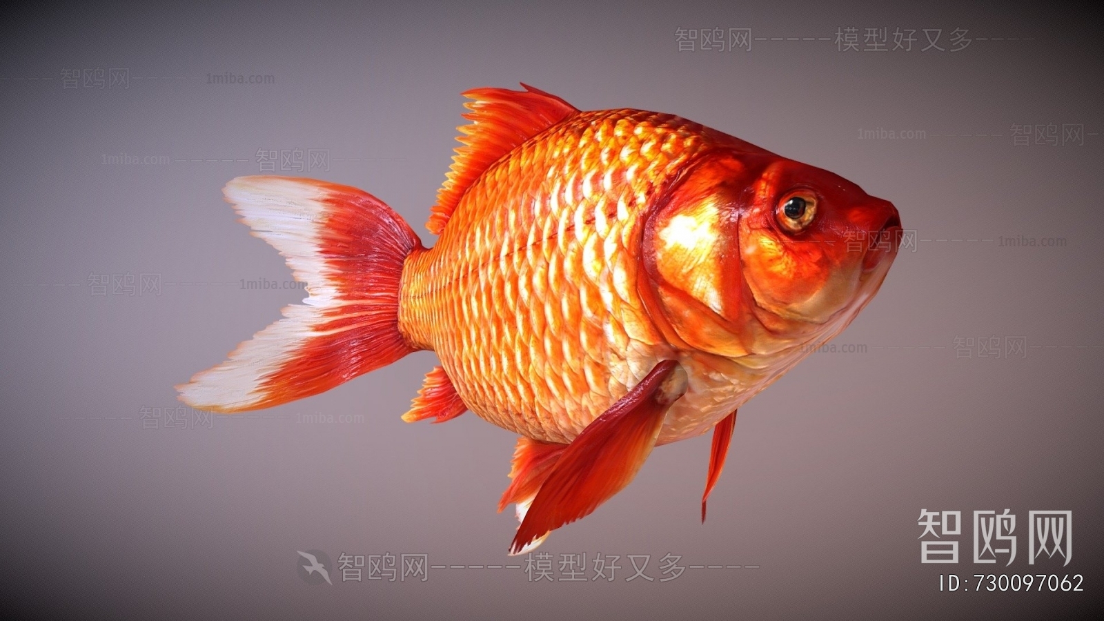 Modern Aquatic Animals