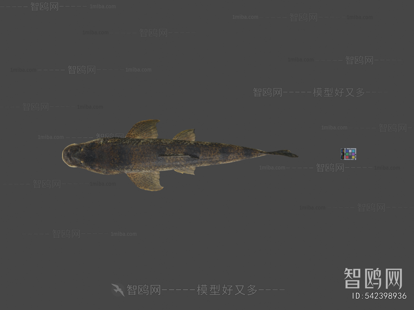Modern Aquatic Animals