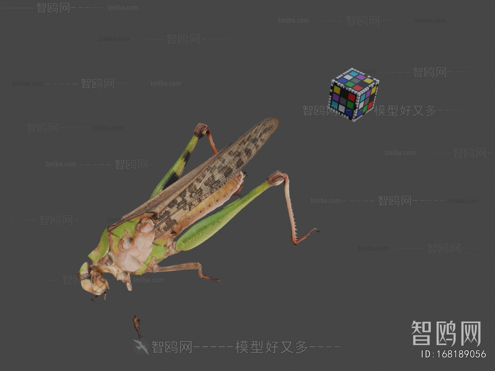 Modern Animal