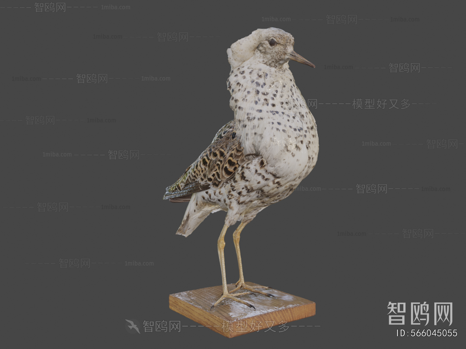 Modern Animal