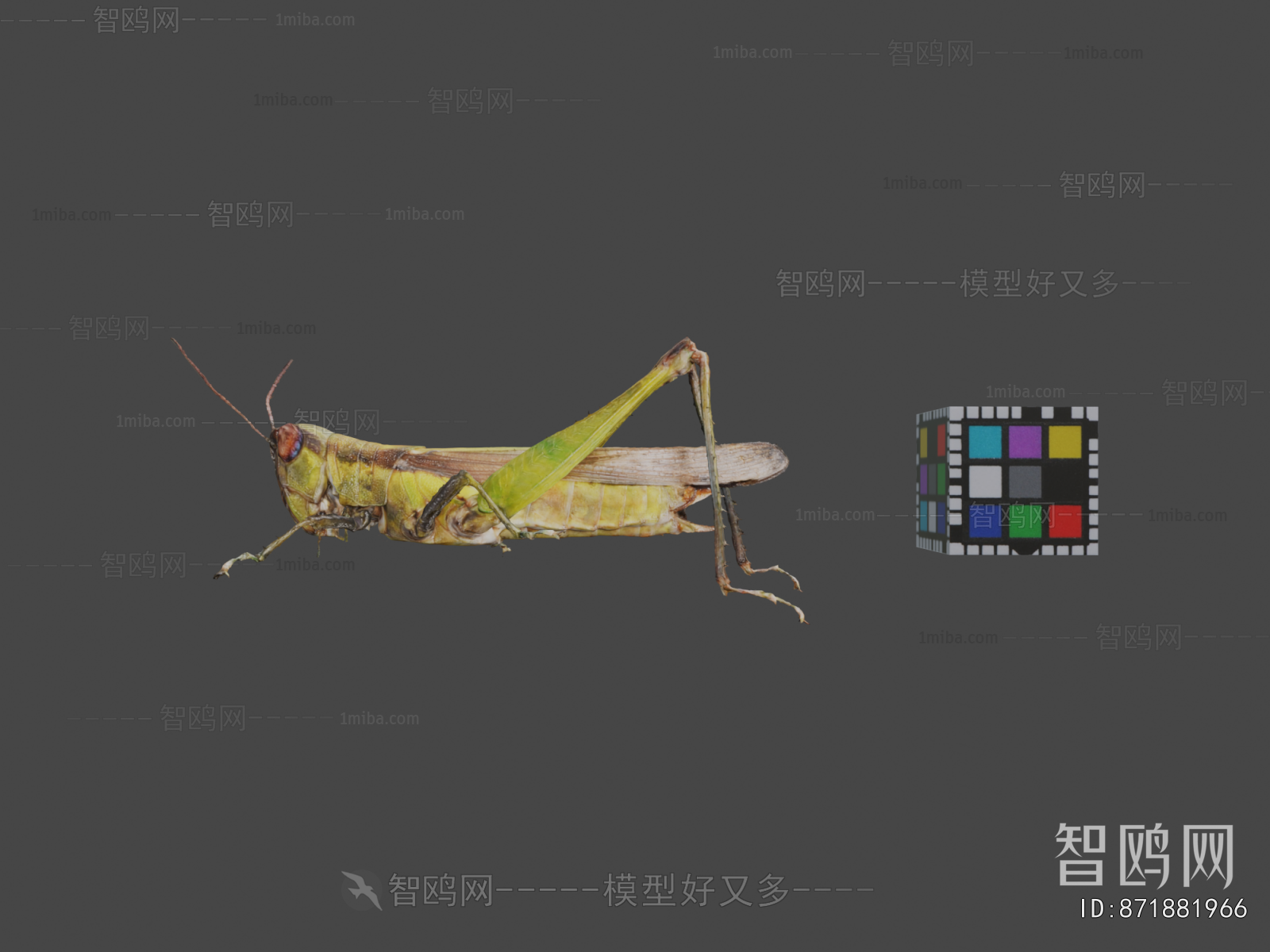 Modern Animal