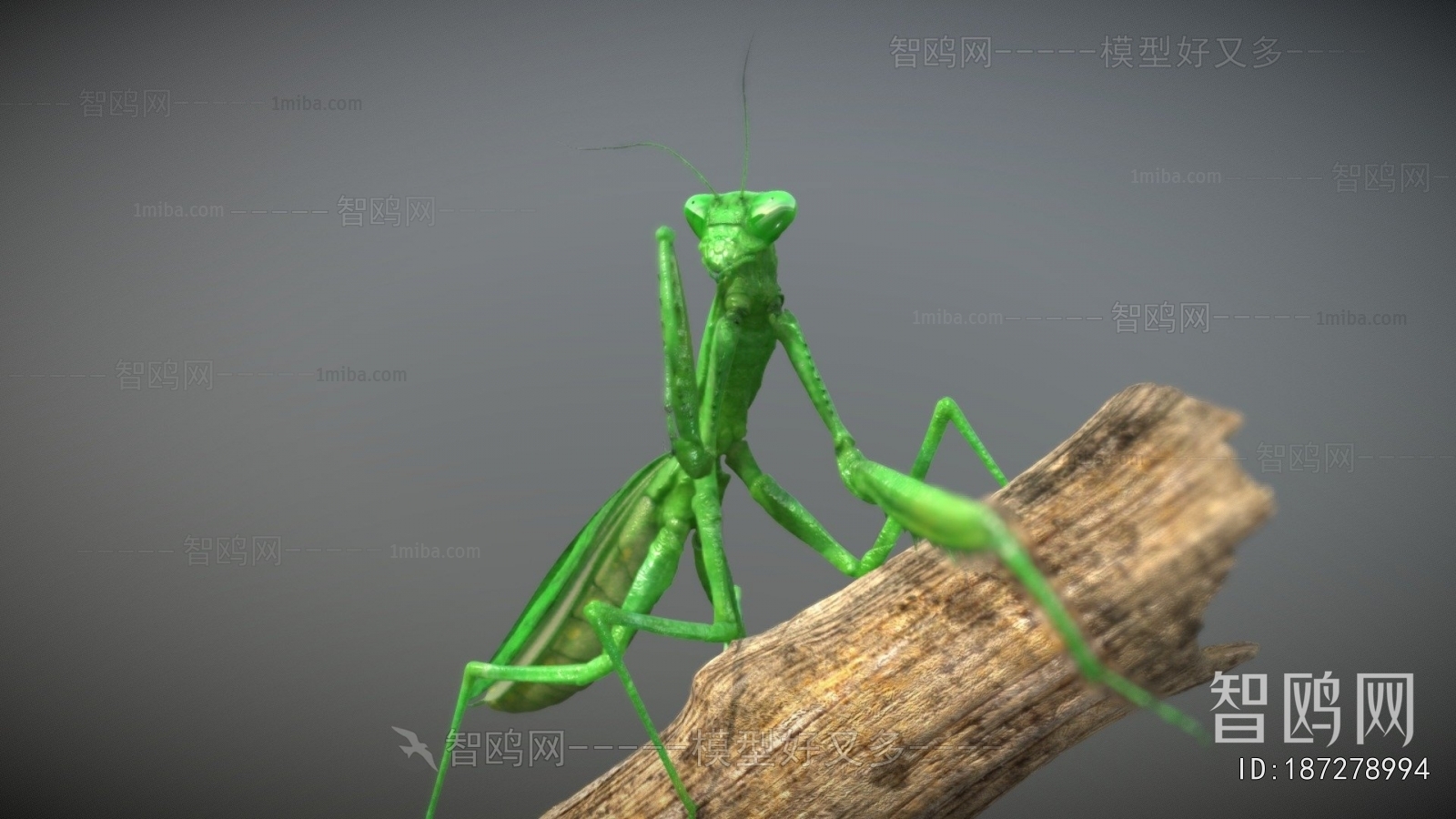 Modern Other Animals