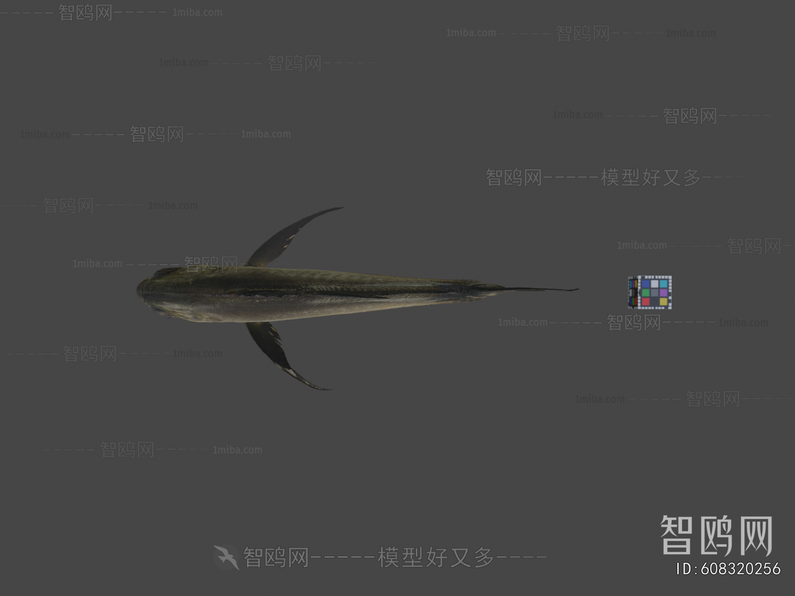 Modern Aquatic Animals