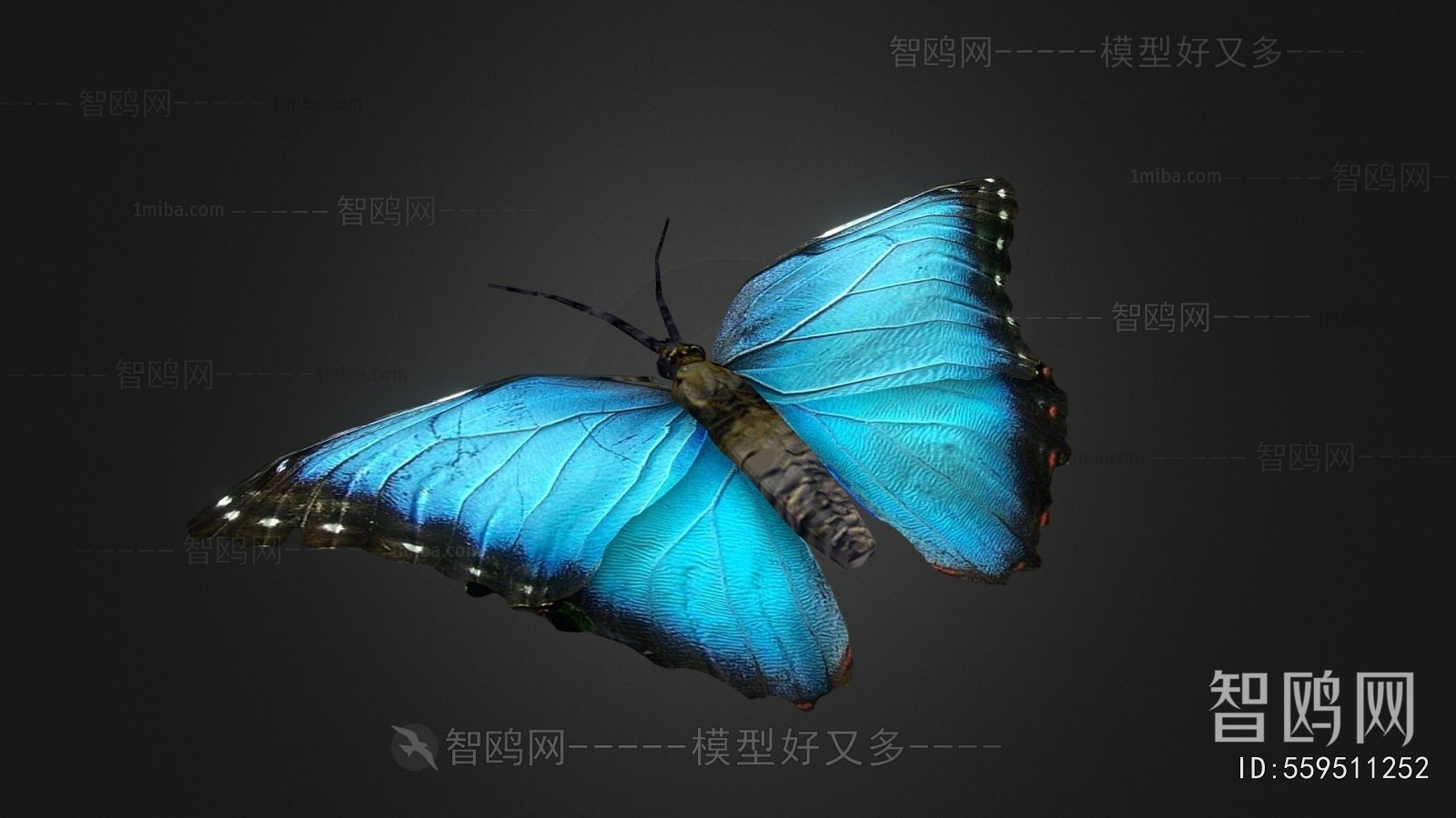 Modern Animal