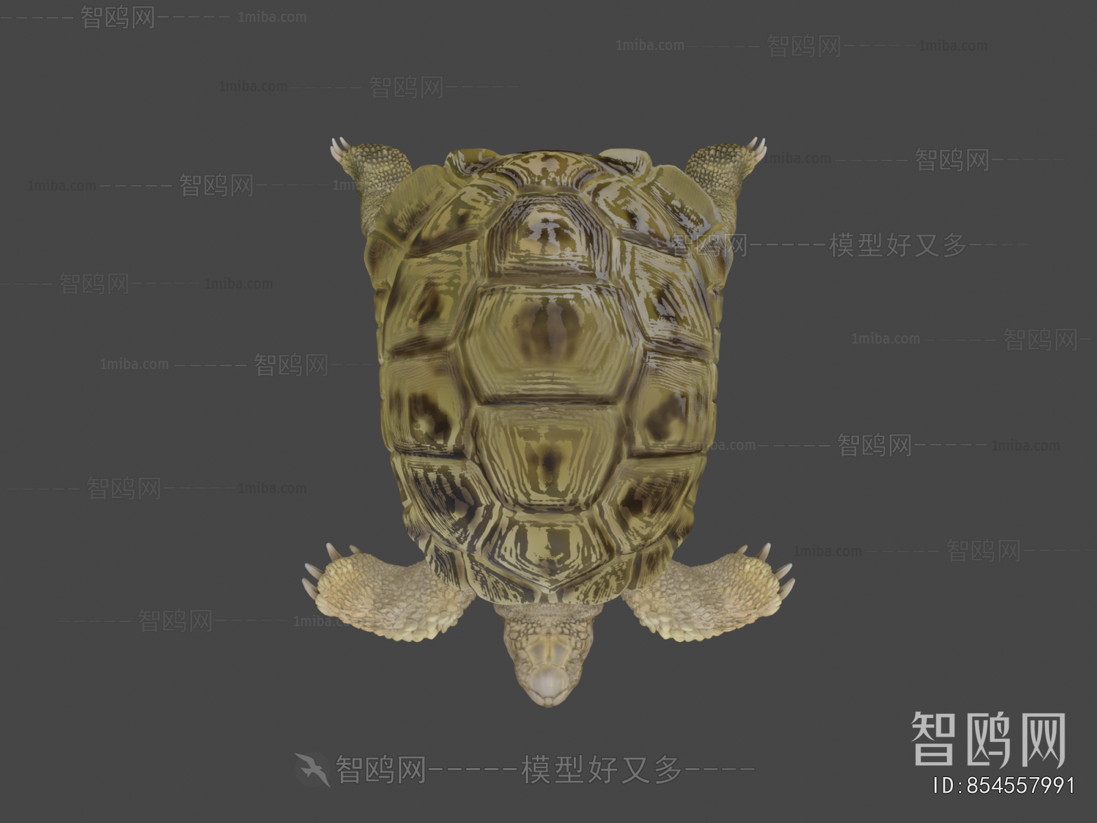 Modern Reptile