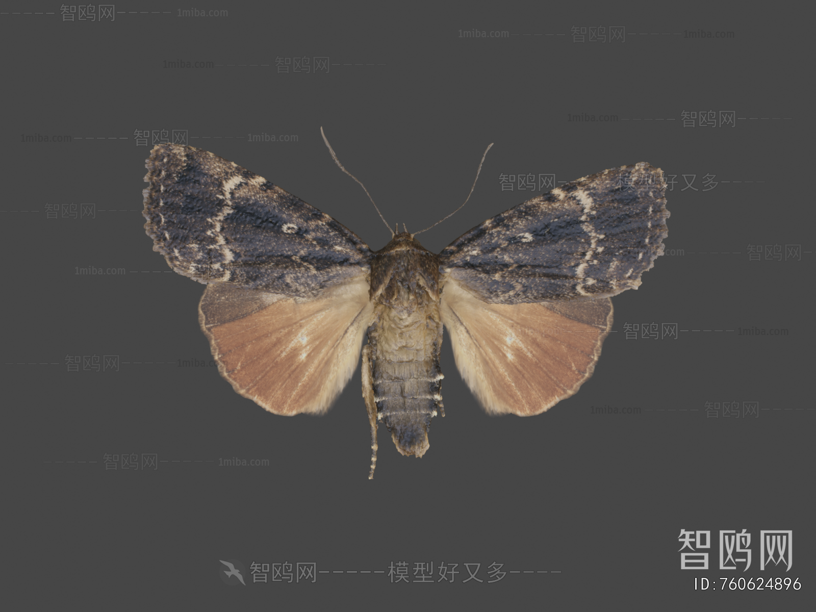 Modern Animal
