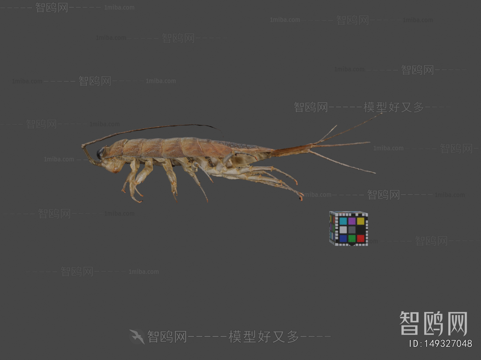Modern Animal
