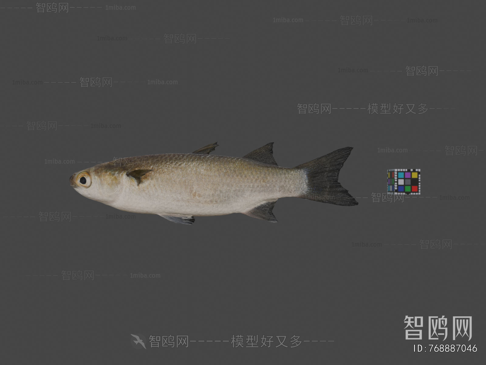 Modern Aquatic Animals